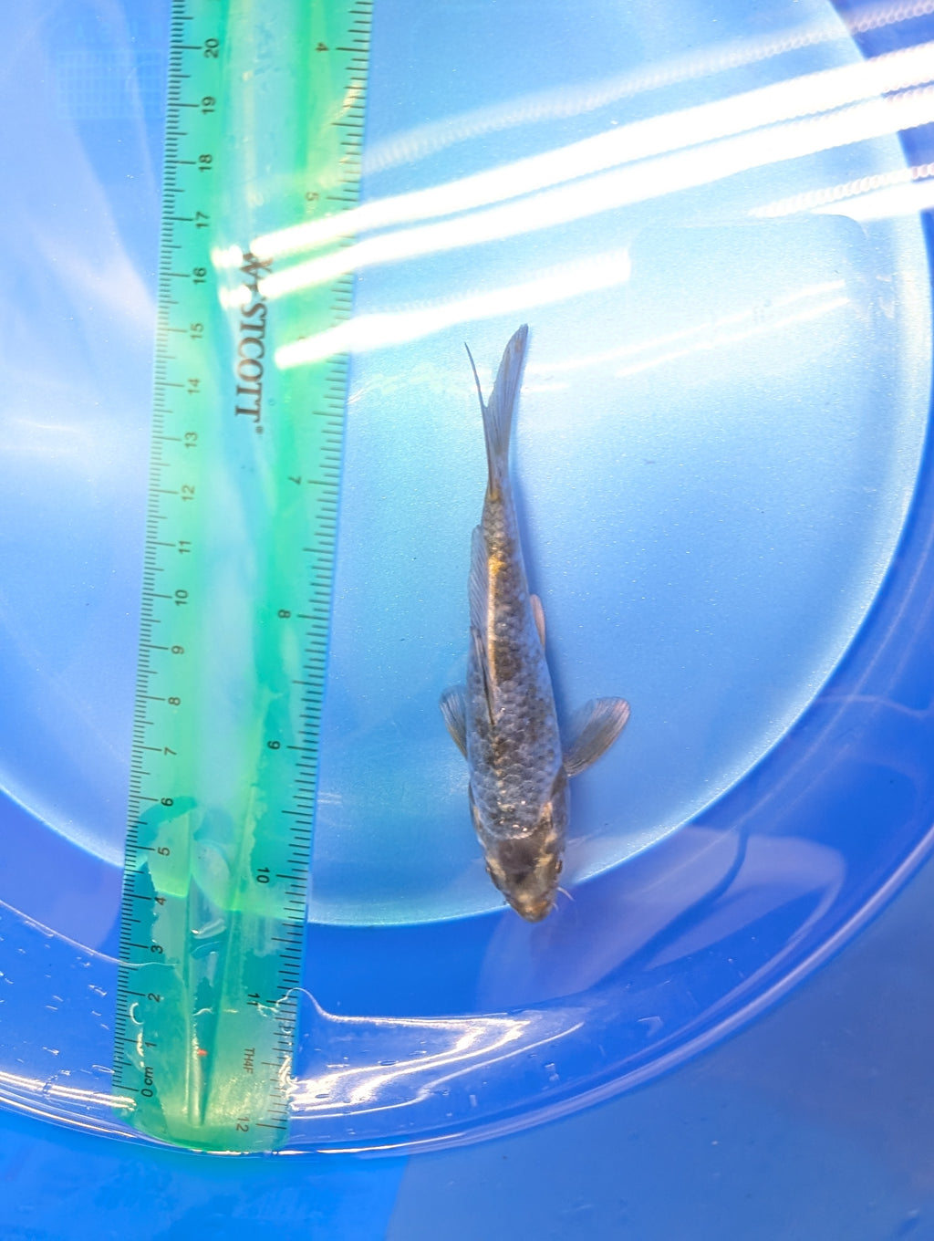 Kawari Koi  4"in. ID#806BFK-022