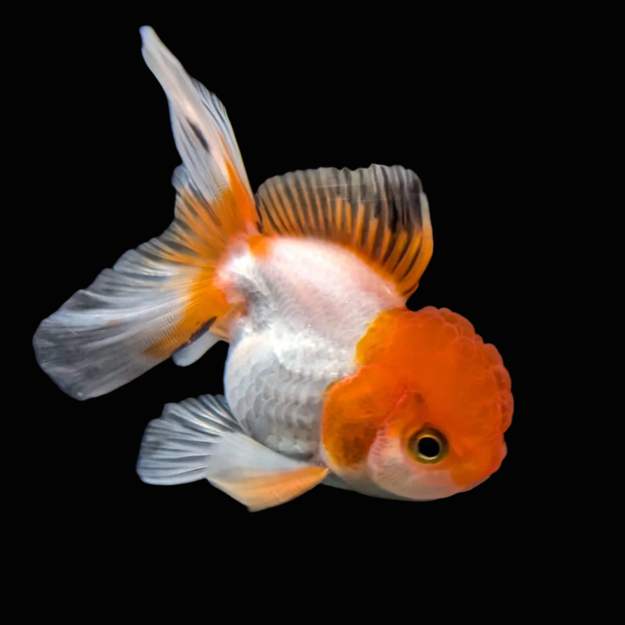 Juvenile Oranda Tricolor 3.5"-4" in.  ID#417T7A-007