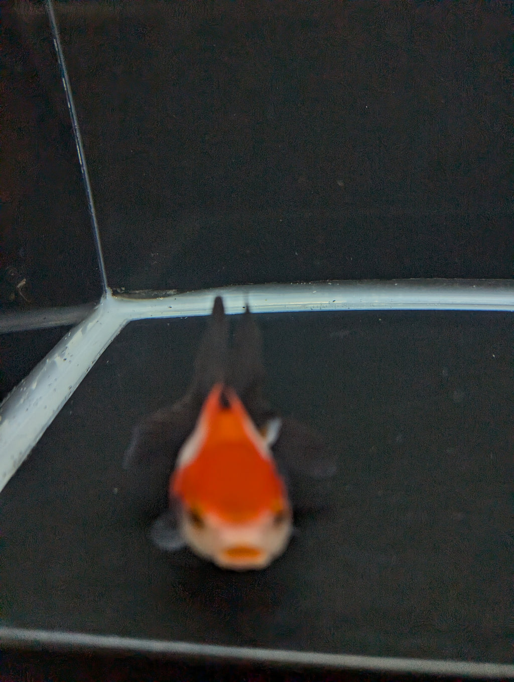 Juvenile Thai Oranda Tricolor 3"in.  ID#814T1A-009