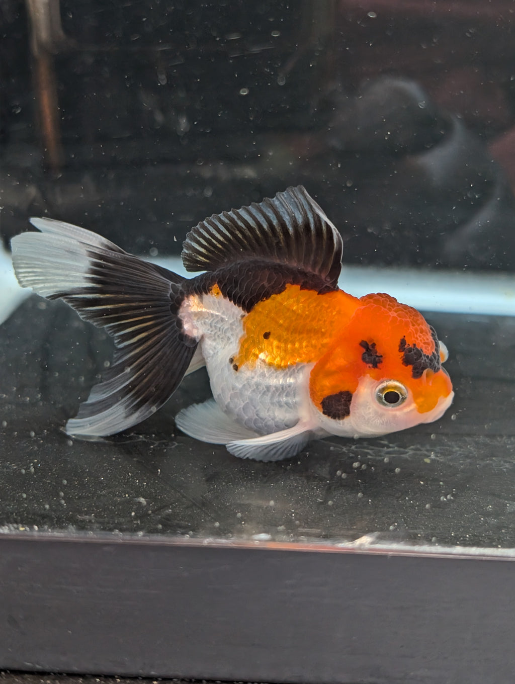 Juvenile Oranda Tricolor 3.5"-4" in.  ID#410T8A-017