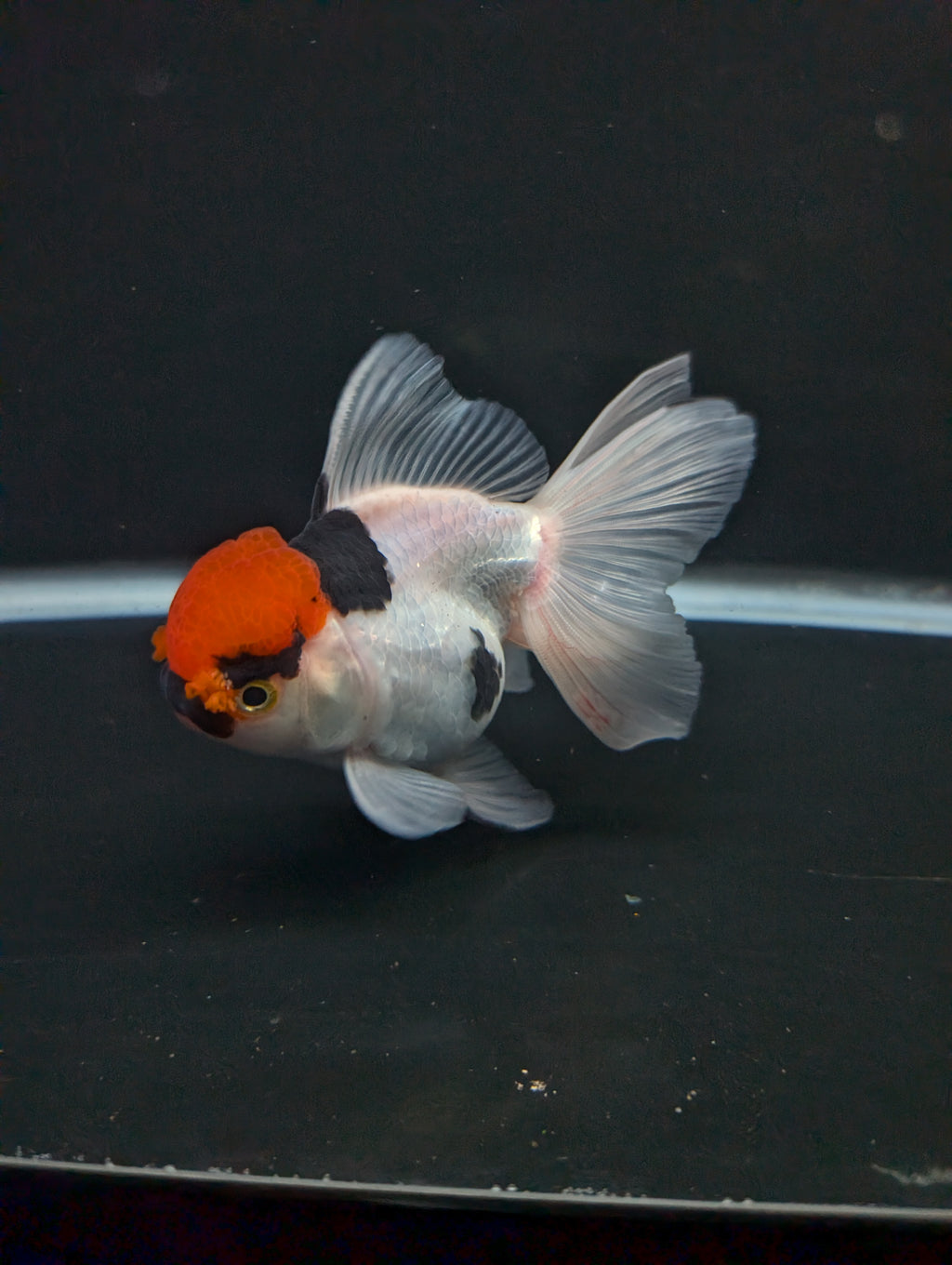 Thai Oranda Tricolor 4"-4.5"in.  ID#1016T1A-006