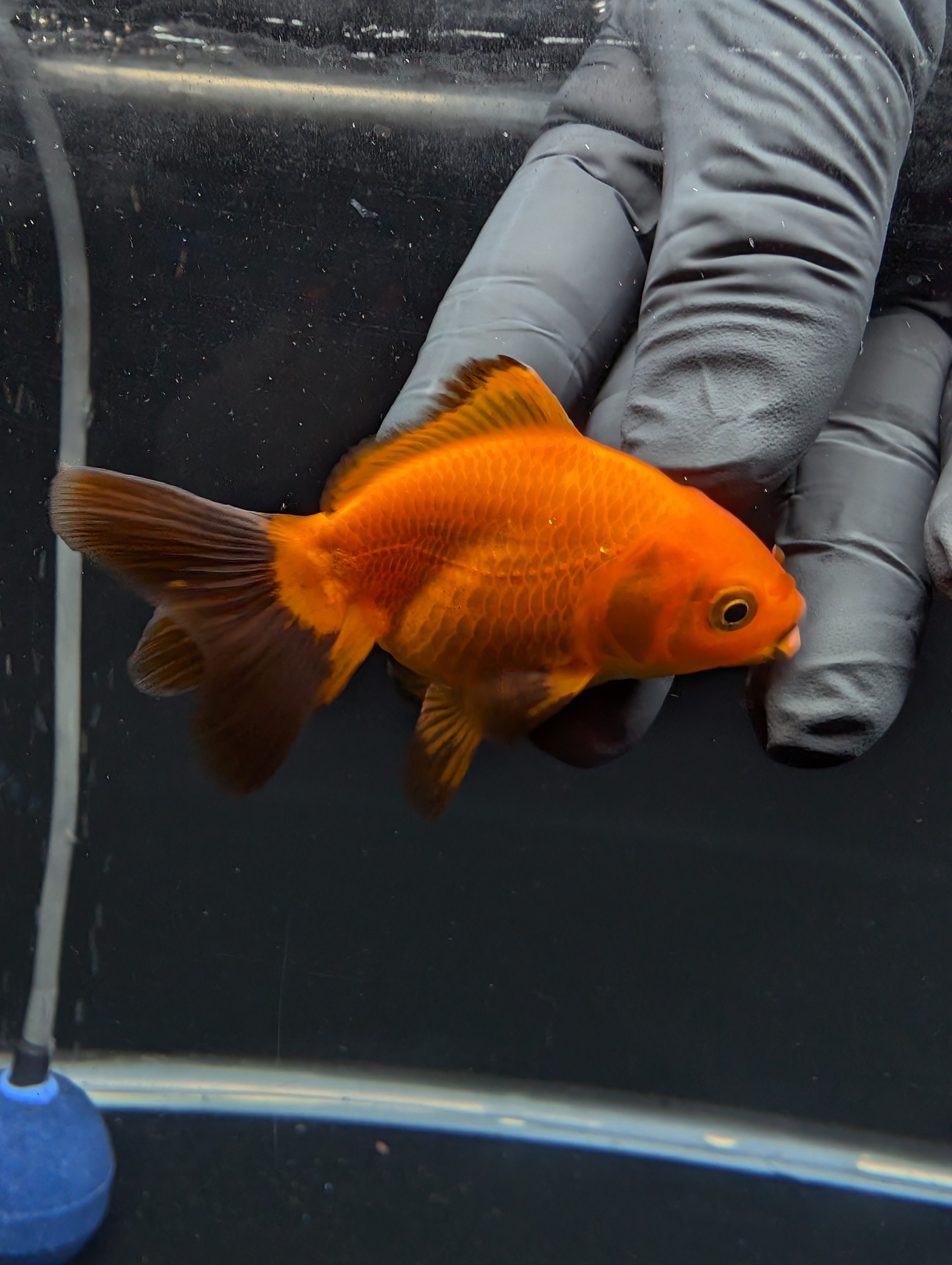 Juvenile Oranda Red Black 3"-3.5"in.  ID#529T1A-058