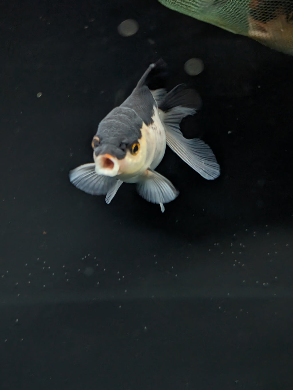 Thai Juvenile Oranda Panda 3"-3.5" in.  ID#717T1A-002