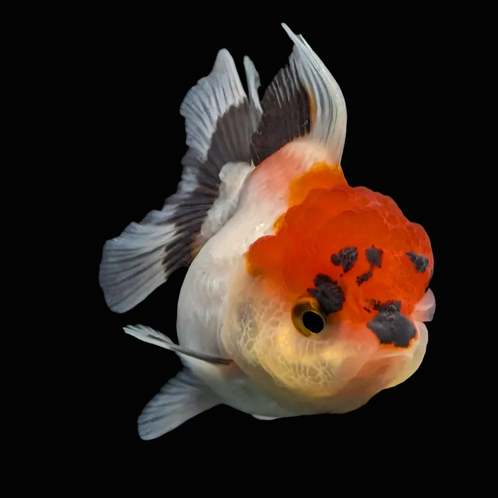 Juvenile Oranda Tricolor 3.5"-4" in.  ID#424T1A-007
