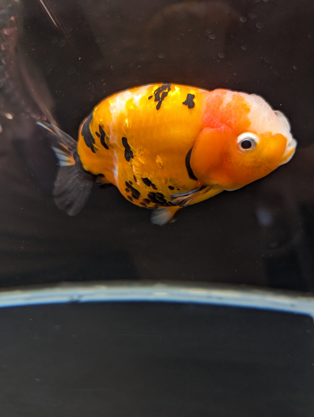 Jumbo Ranchu Calico 4.5"-5" in. ID#821R8A-032