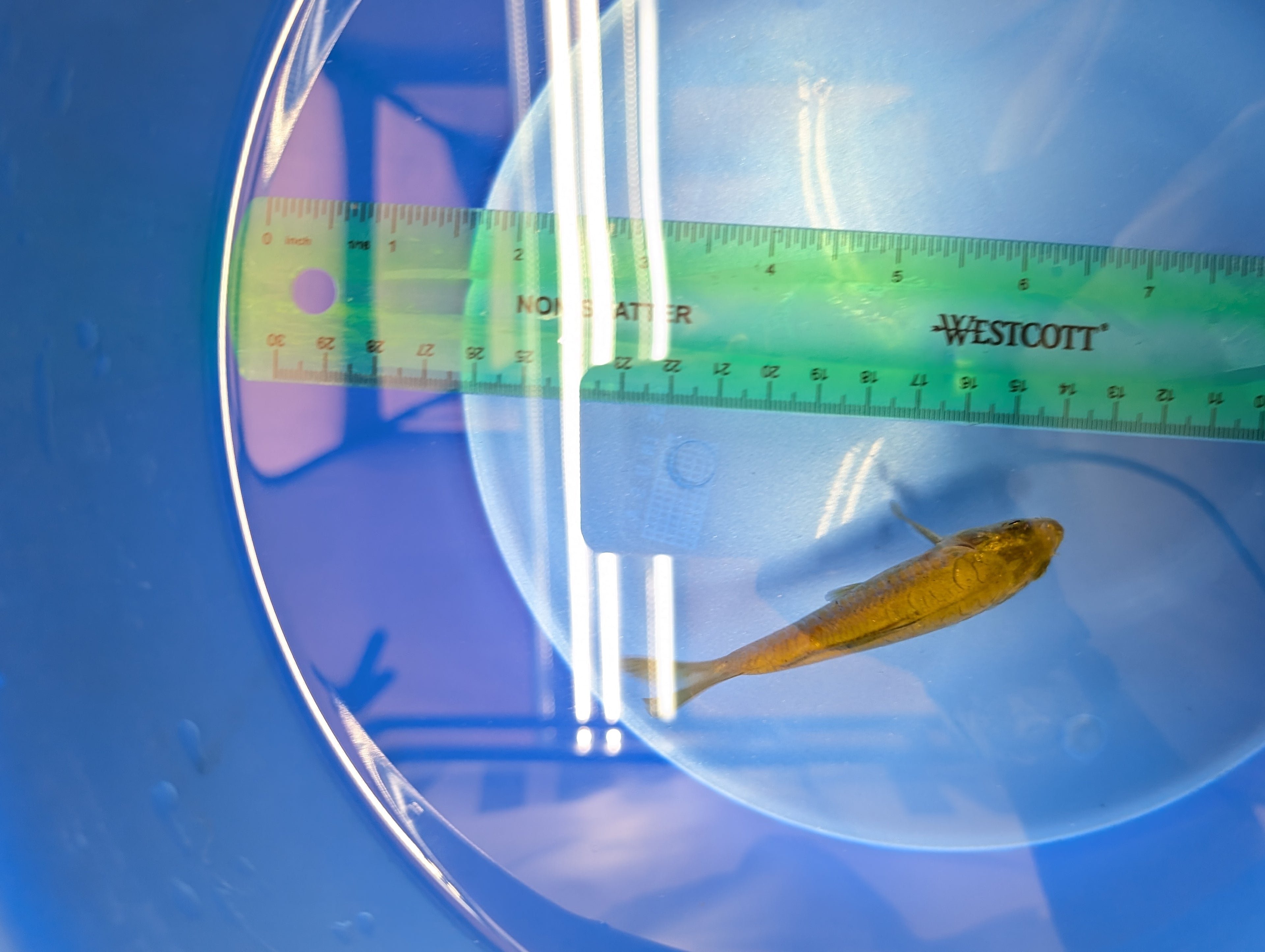 Doitsu Chagoi Koi  4"in. ID#806BFK-019