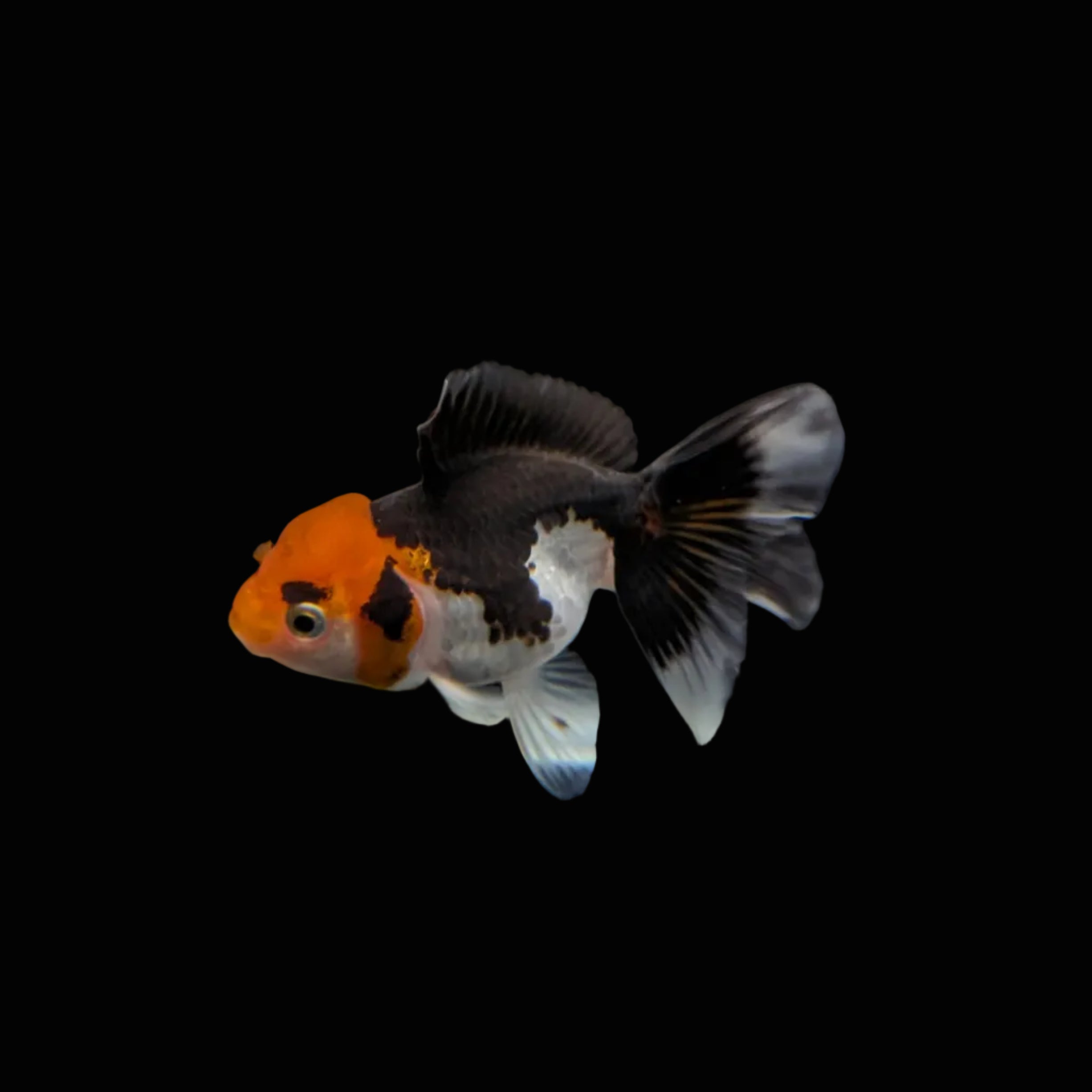 Juvenile Oranda Tricolor 3.5"-4" in.  ID#320T13b-002