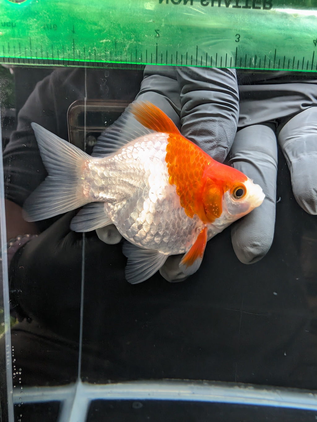 Tamasaba Red White 3.5"in. ID#1023TM1B-032