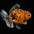 Thai Oranda Shogun Calico 4" in. ID#703SG7A-009
