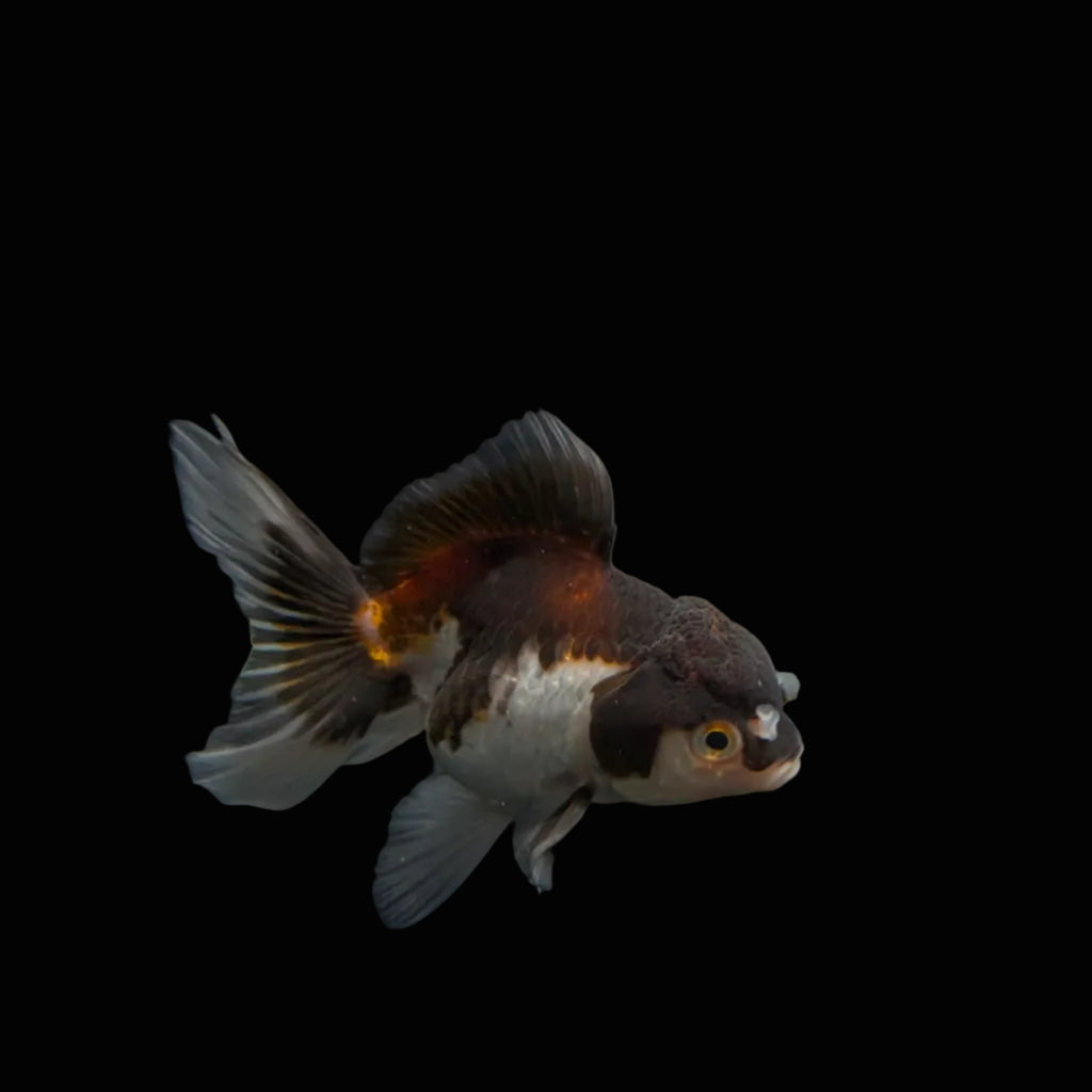 Juvenile Oranda Panda  3.5"-4" in.  ID#327T13b-040