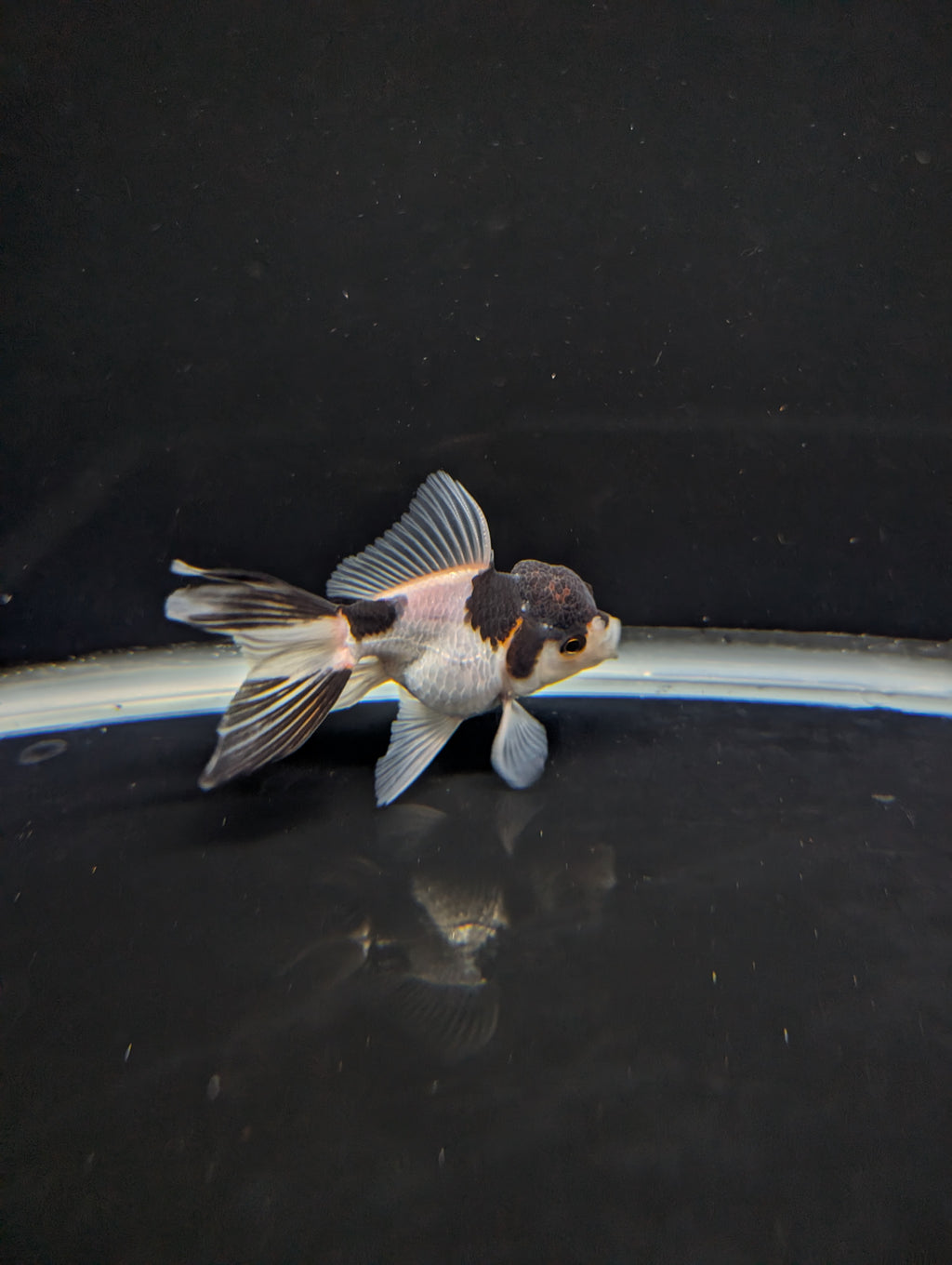 Juvenile Thai Oranda Panda 3"in.  ID#821T1A-022