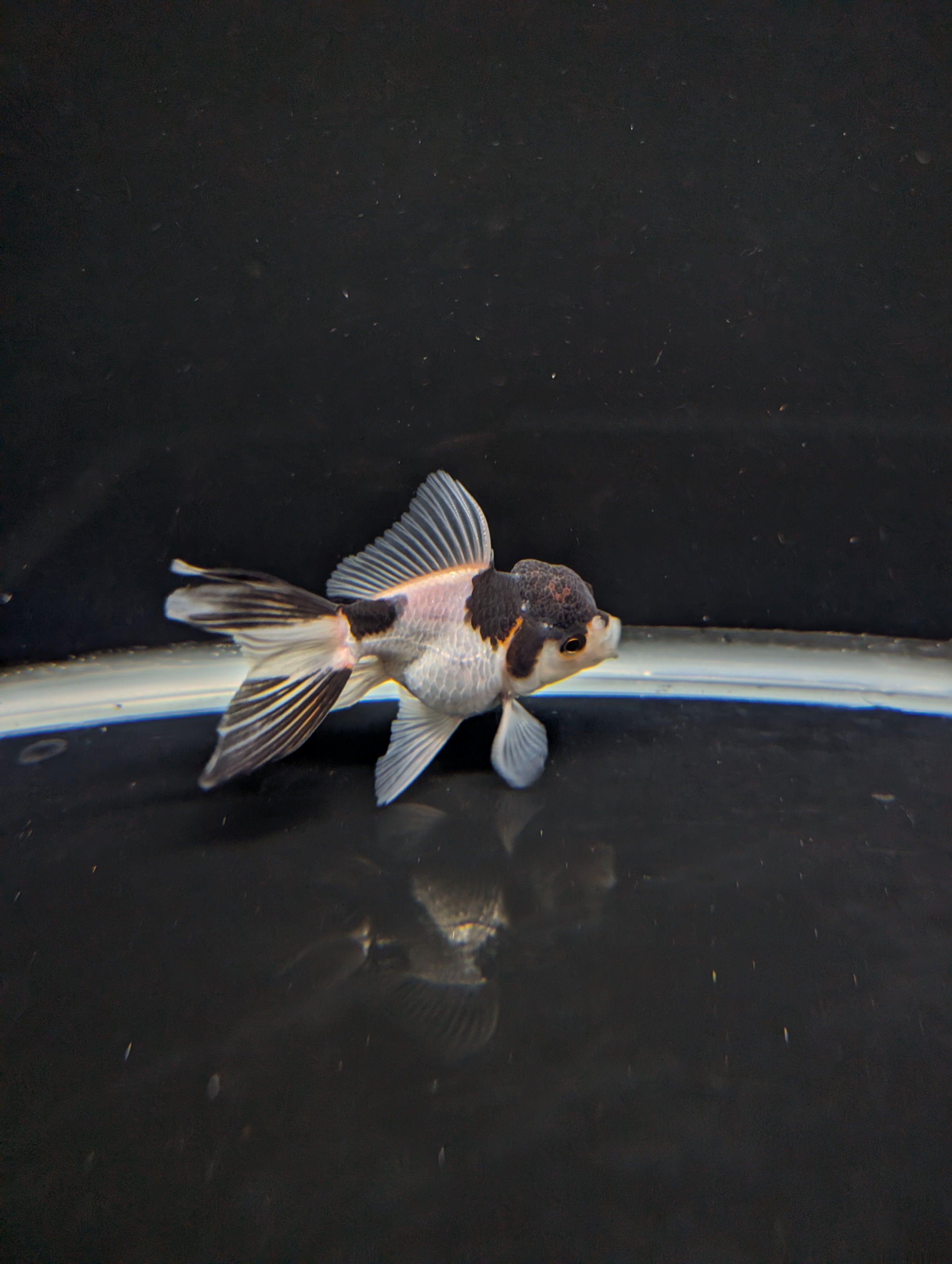 Juvenile Thai Oranda Panda 3"in.  ID#821T1A-022