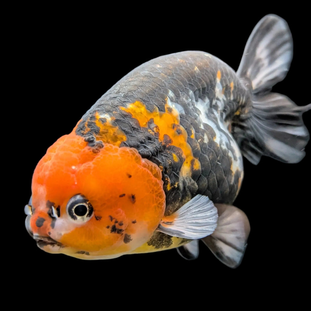 Jumbo Ranchu AA Grade *Special Color Calico 5" in. ID#116R4B-03