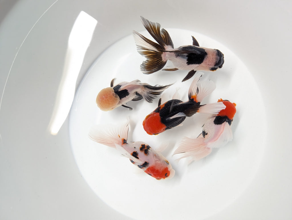 Single - Thai Oranda Mix Color - Tricolor, Panda, Red Black  3.5"-4" in. *Assorted Dealers Choice
