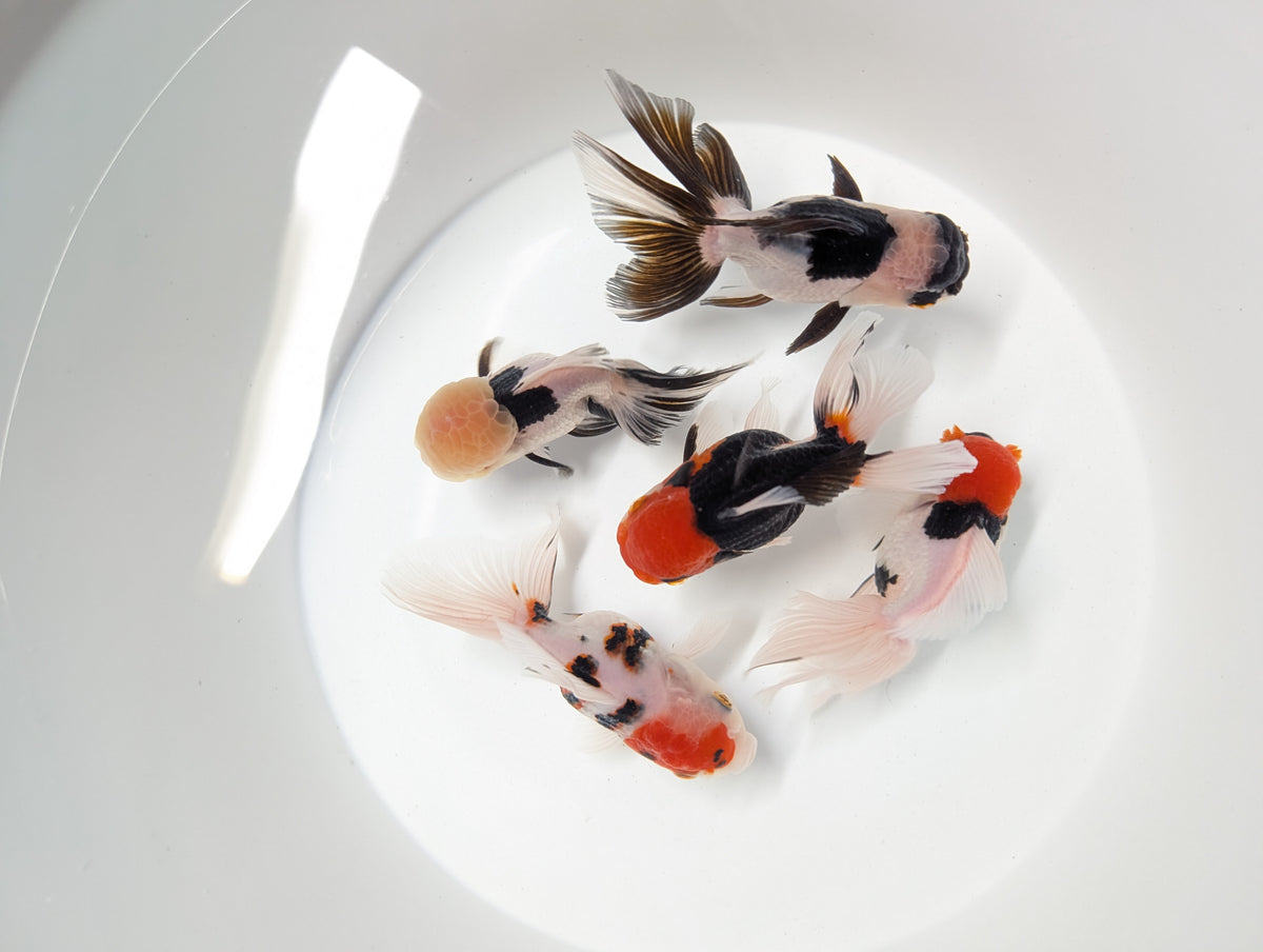 Single - Thai Oranda Mix Color - Tricolor, Panda, Red Black  3.5"-4" in. *Assorted Dealers Choice