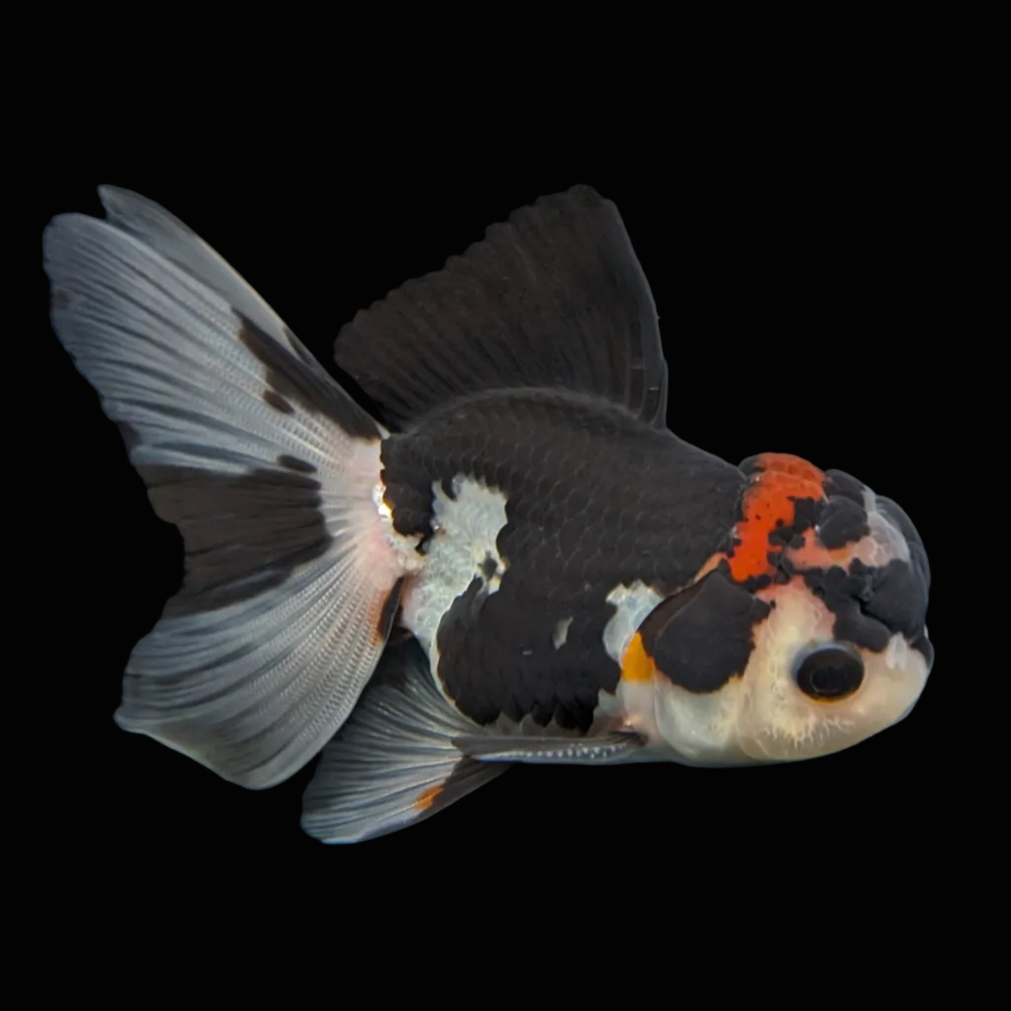Thai Juvenile Oranda Tricolor 3.5"-4"in.  ID#731T1A-053