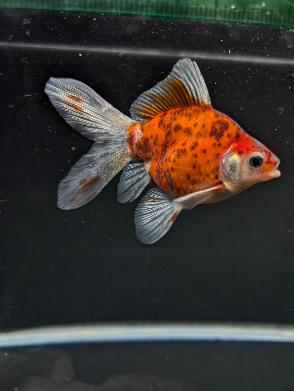 Tamasaba Calico 3"-3.5" in. ID#1009TM1B-010