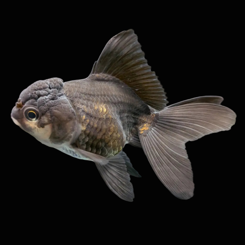 Thai Juvenile Oranda Panda 3"-3.5" in.  ID#724T1A-025