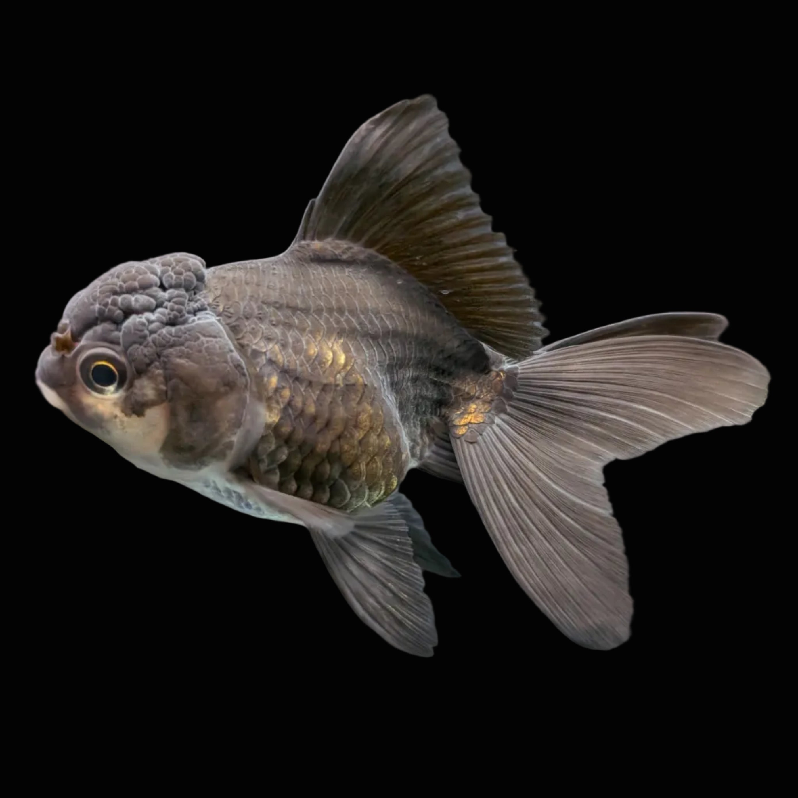Thai Juvenile Oranda Panda 3"-3.5" in.  ID#724T1A-025