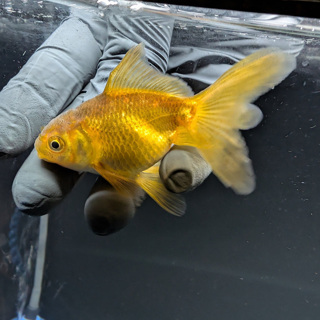 Juvenile Oranda Bronze 3"-3.5"in.  ID#515T2A-011