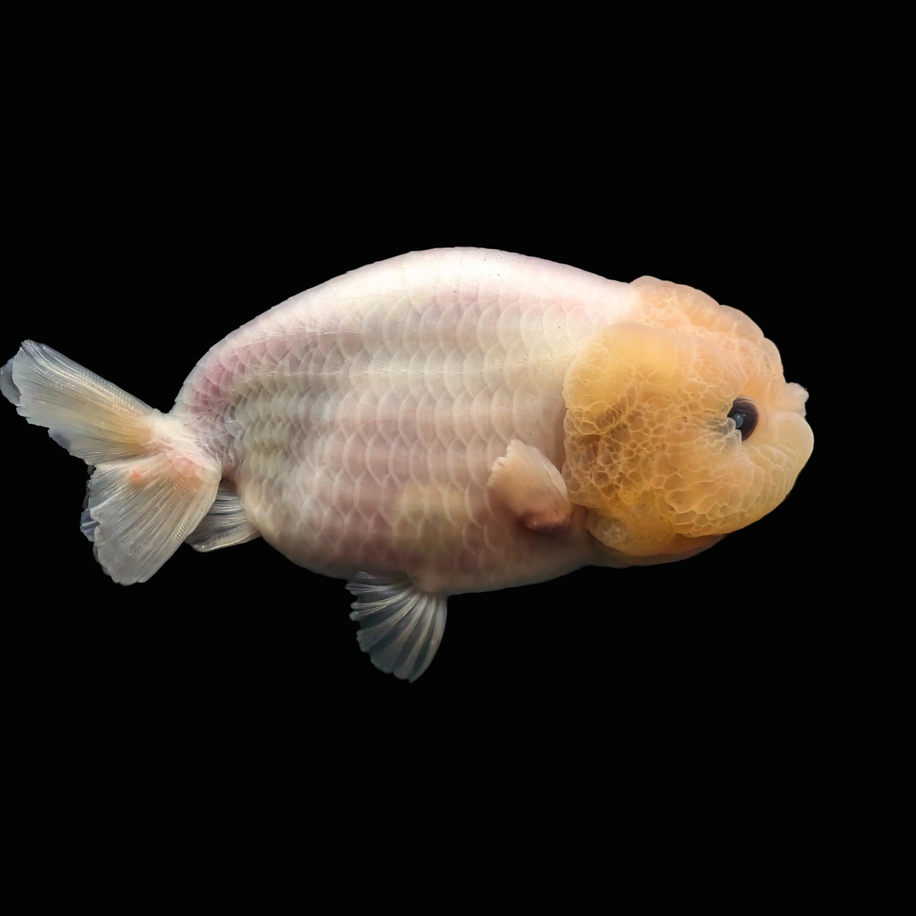 Jumbo Ranchu Pearl White 4" in. ID#626R8A-003 Please See Notes.