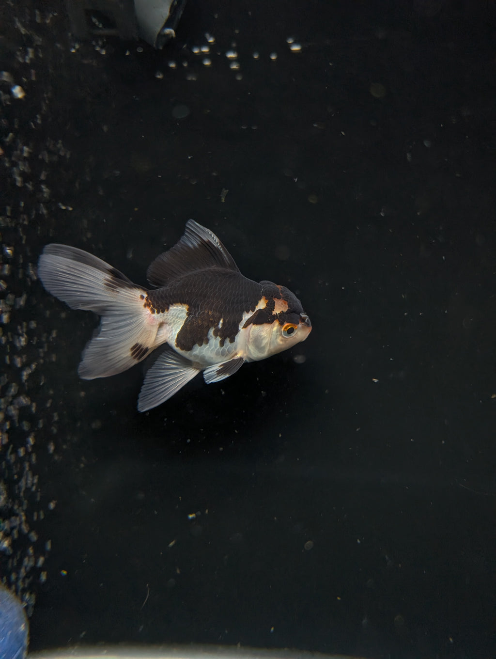 Thai Juvenile Oranda Tricolor 3"-3.5" in.  ID#626T1A-002