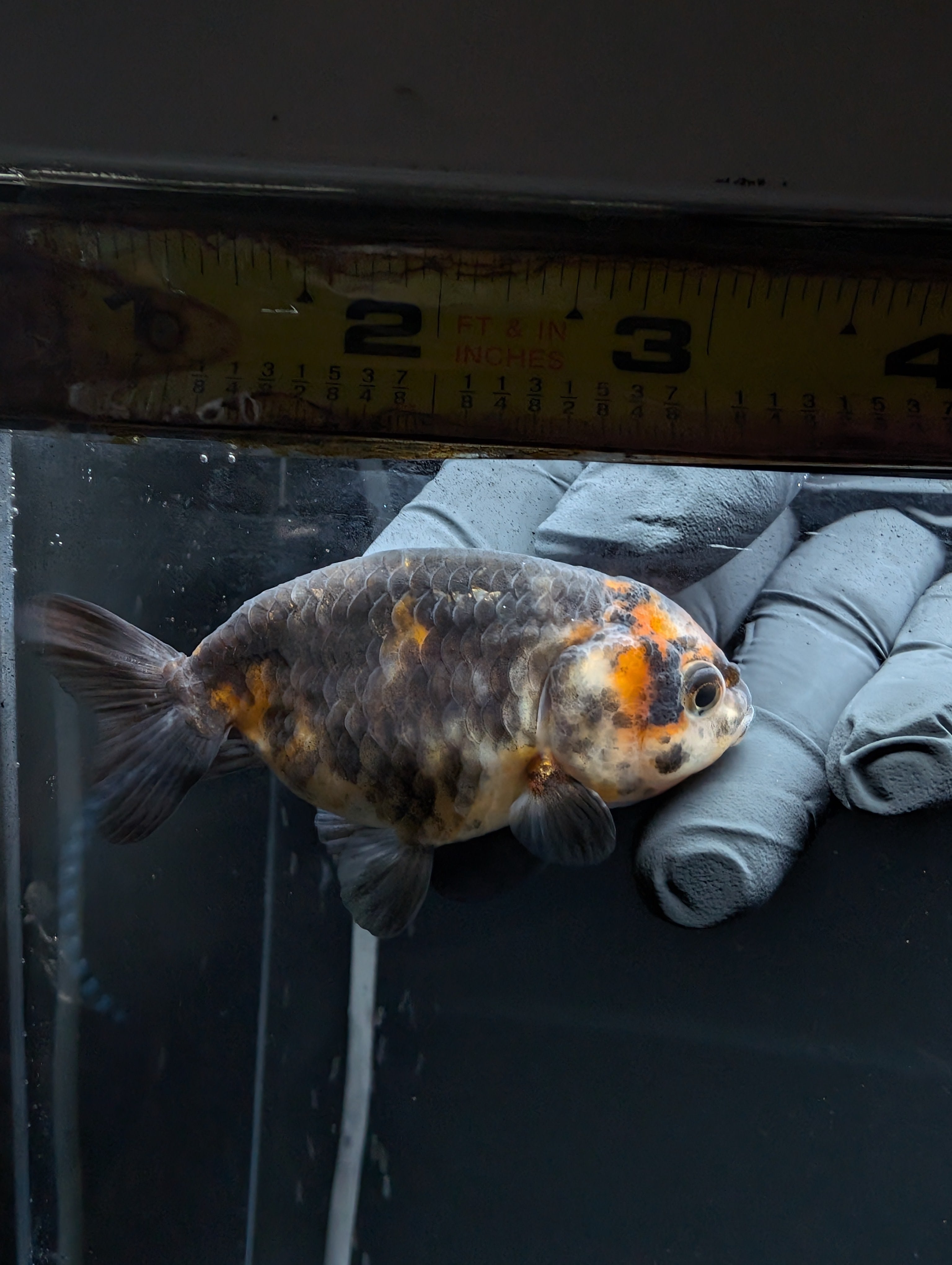 Ranchu Calico 3"-3.5" in. ID#529R4A-059