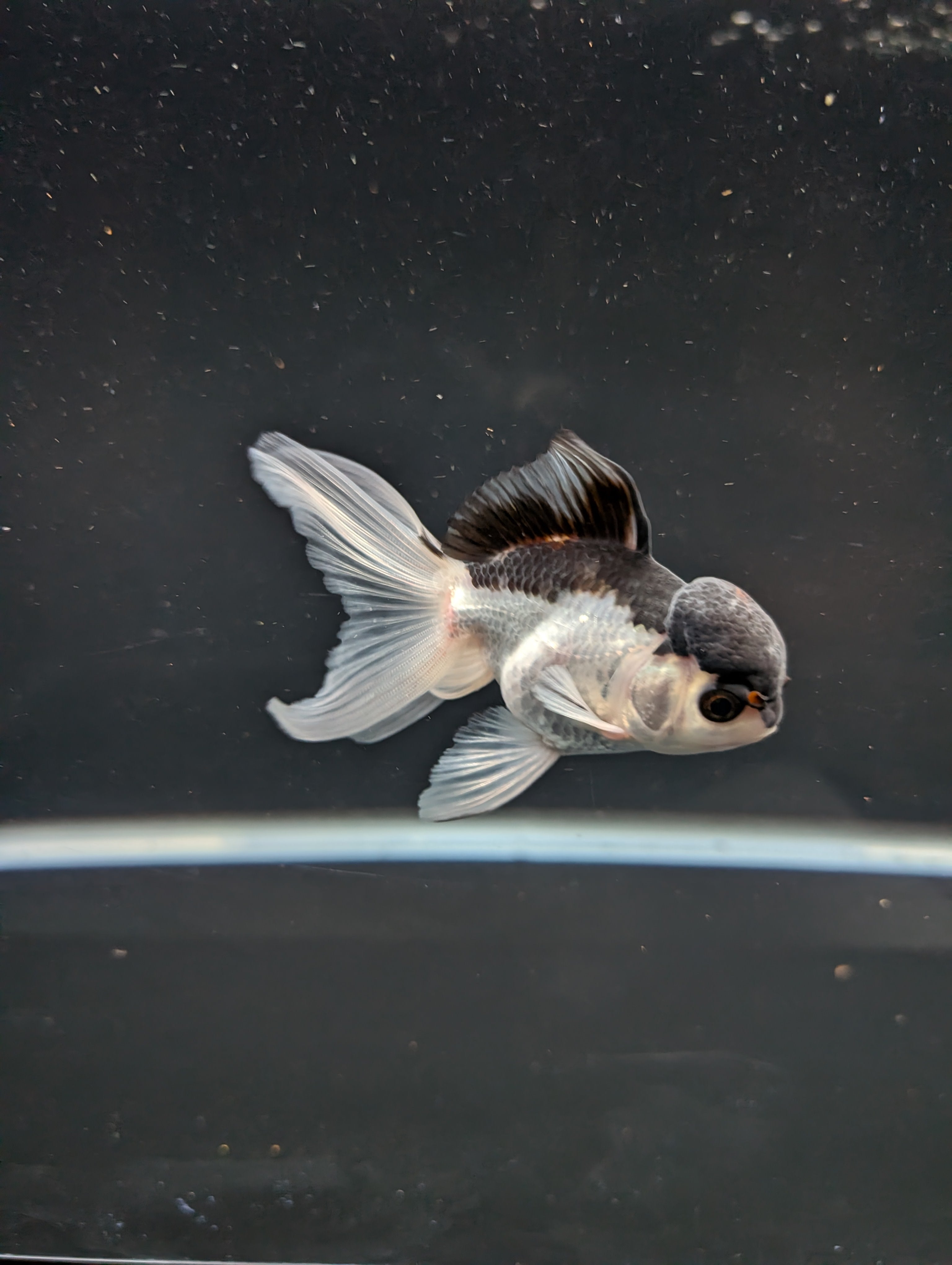 Juvenile Oranda Panda 3.5"-4" in.  ID#508T2A-030