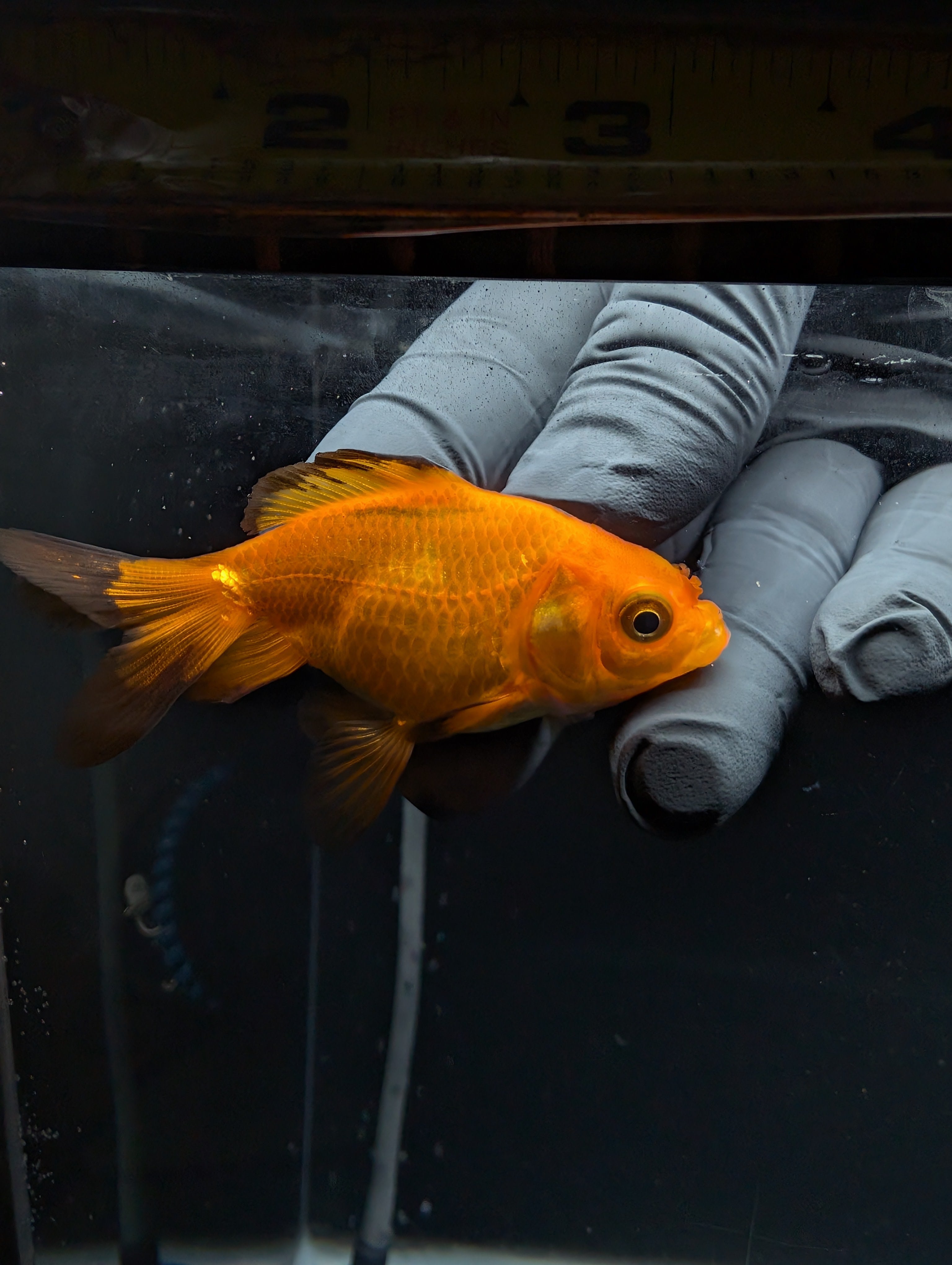 Juvenile Oranda Red Black 3"-3.5"in.  ID#529T1A-057