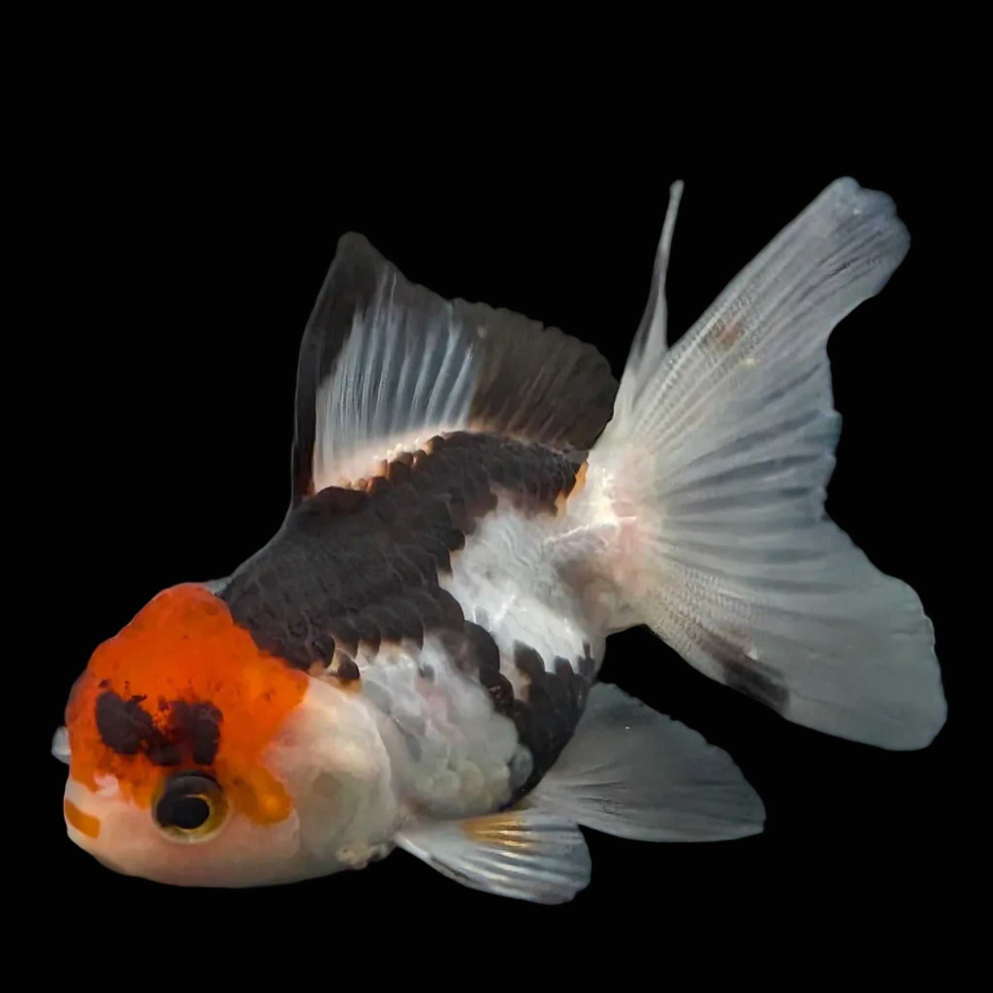 Thai Juvenile Oranda Tricolor 3"-3.5" in.  ID#626T1A-005