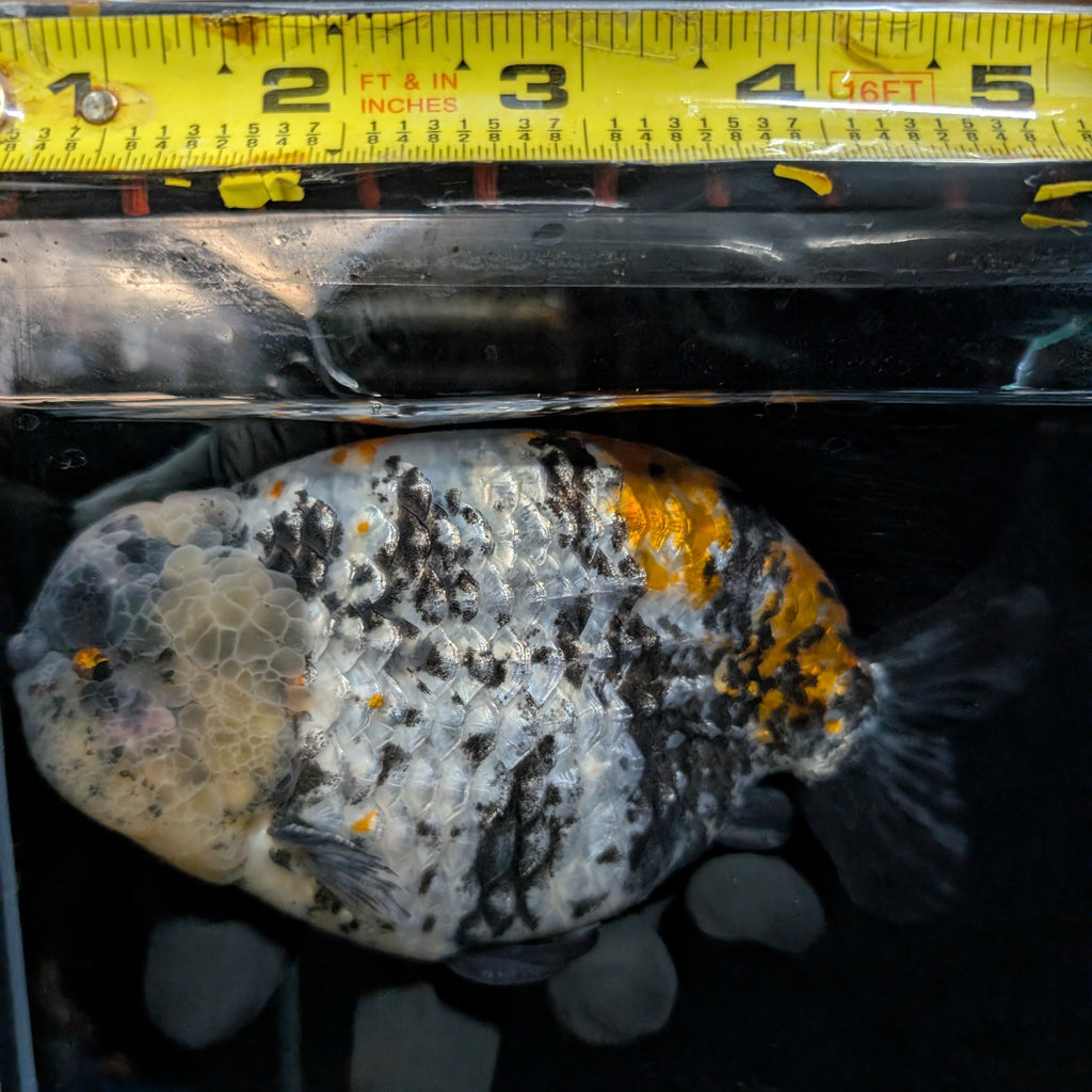 Jumbo Ranchu AA Grade *Special Color Tiger Granite Calico 5.5"-6" in. ID#116R4B-09