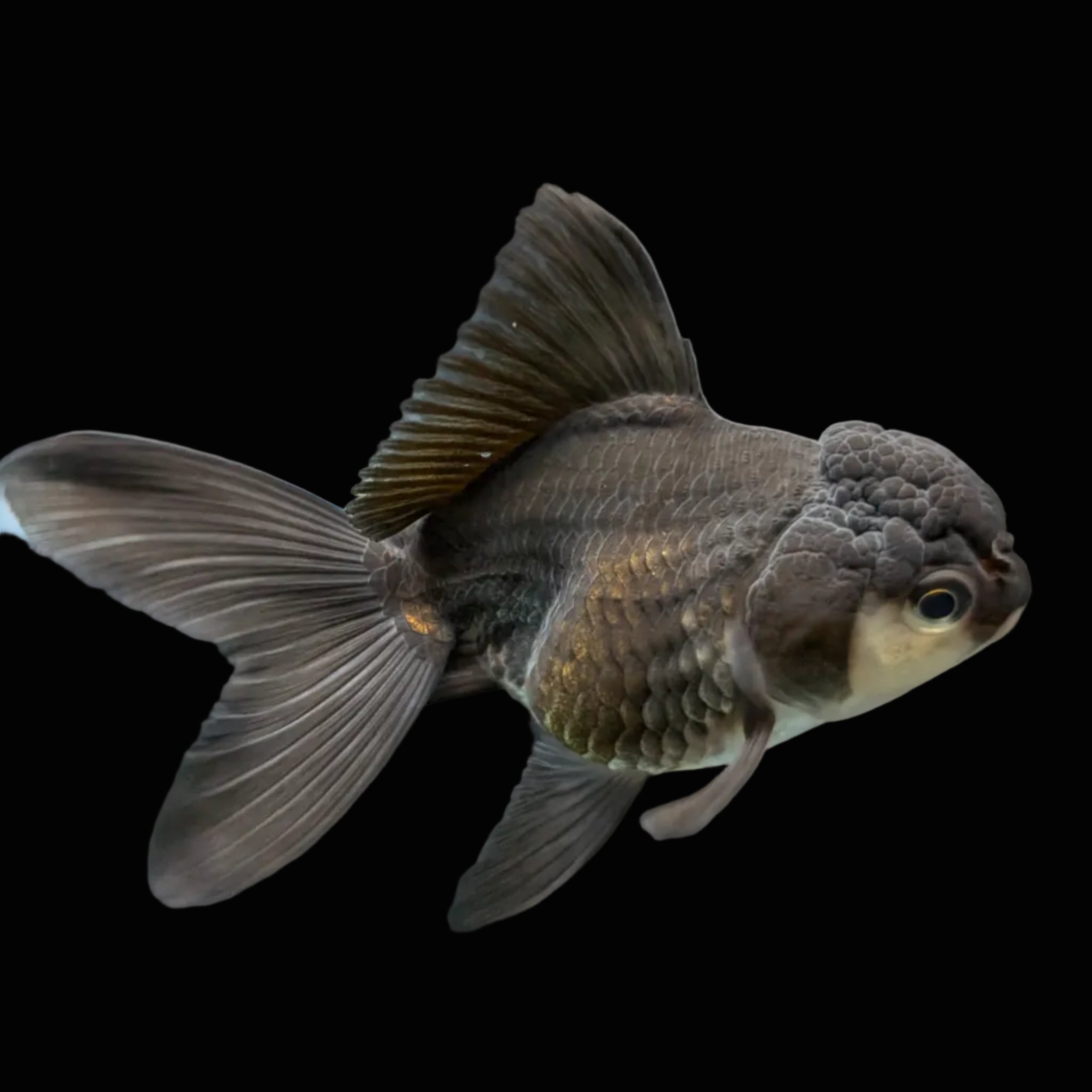 Thai Juvenile Oranda Panda 3"-3.5" in.  ID#724T1A-025