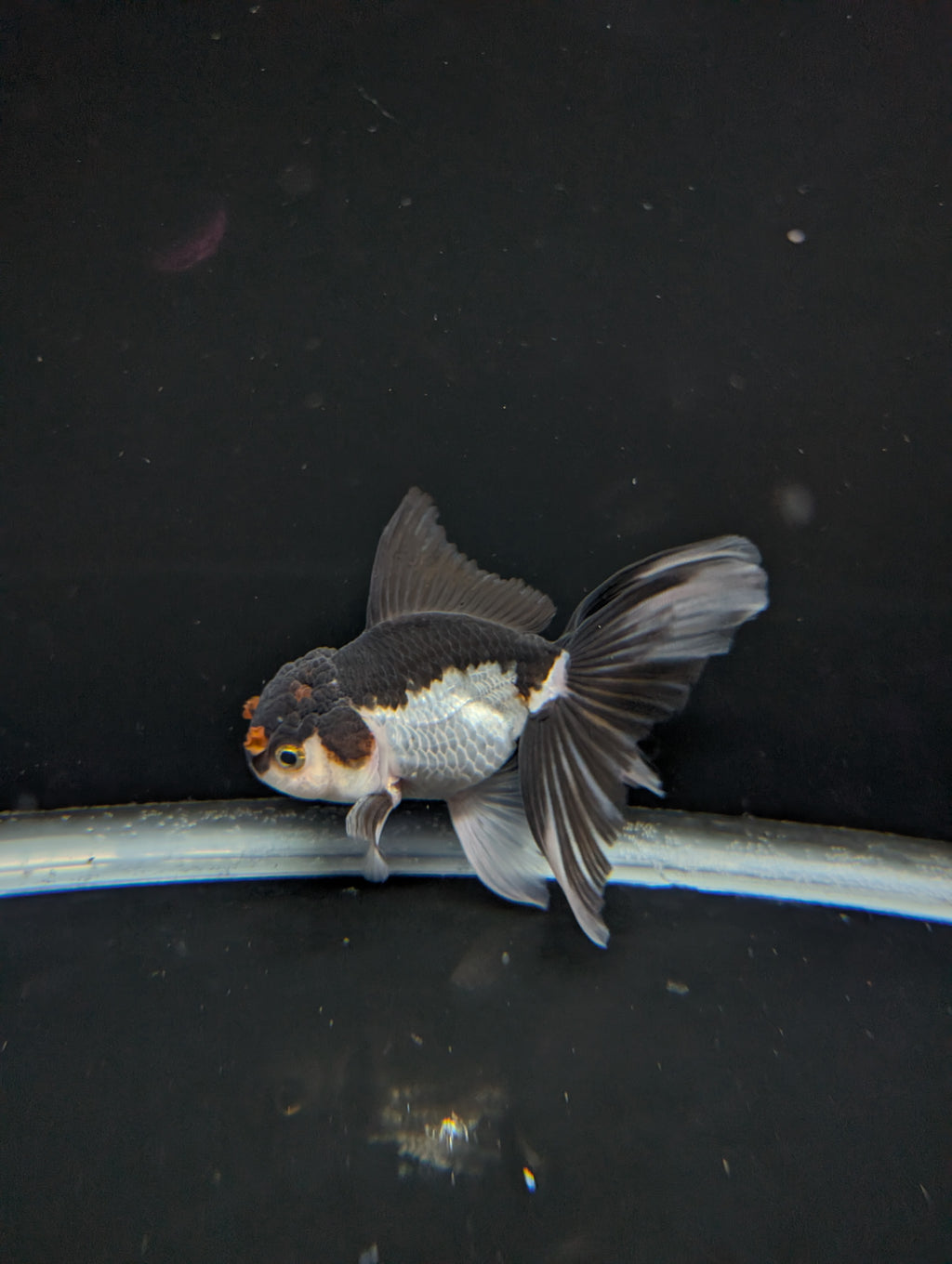 Thai Oranda Panda Tricolor 4"-4.5"in.  ID#1023T1A-026