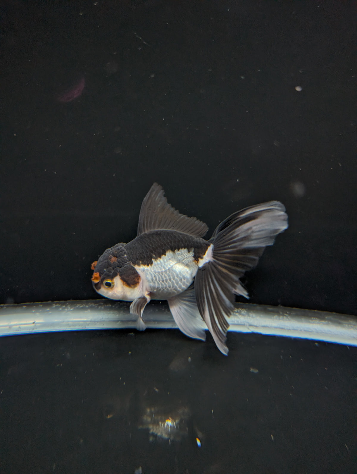 Thai Oranda Panda Tricolor 4"-4.5"in.  ID#1023T1A-026