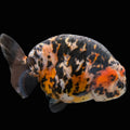 Jumbo Ranchu Calico 4.5"-5" in. ID#1009R8A-053
