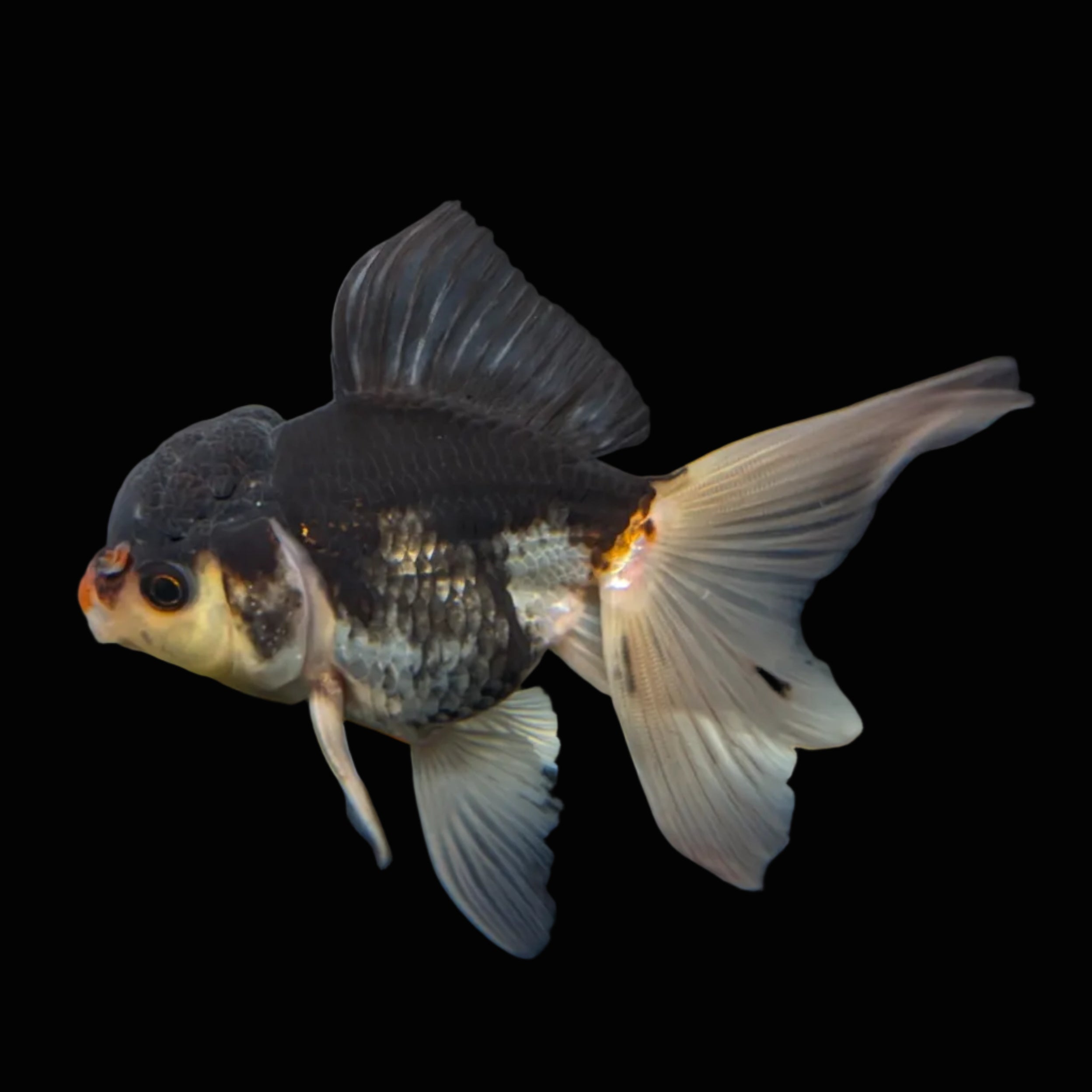 Thai Juvenile Oranda Panda 3.5"-4"in.  ID#724T1A-024