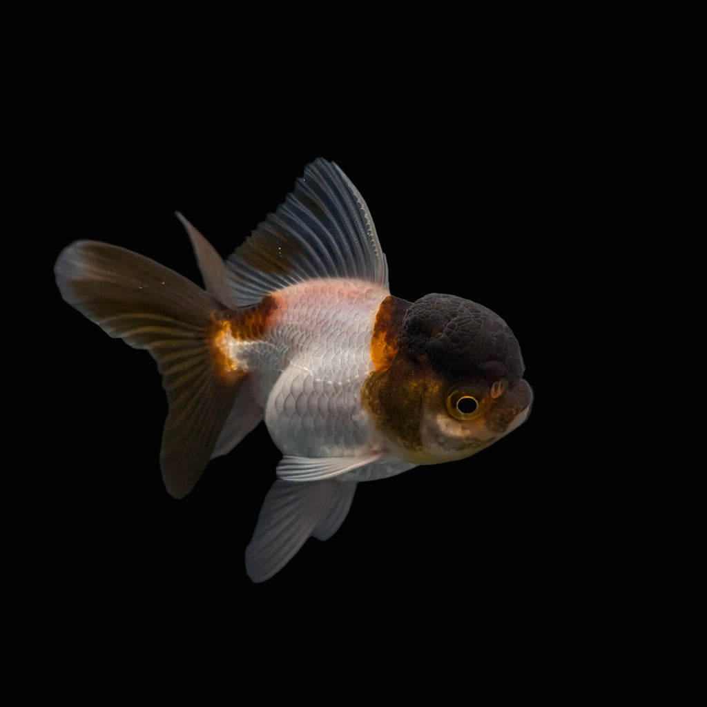 Juvenile Oranda Panda 3.5"-4" in.  ID#327T13b-036