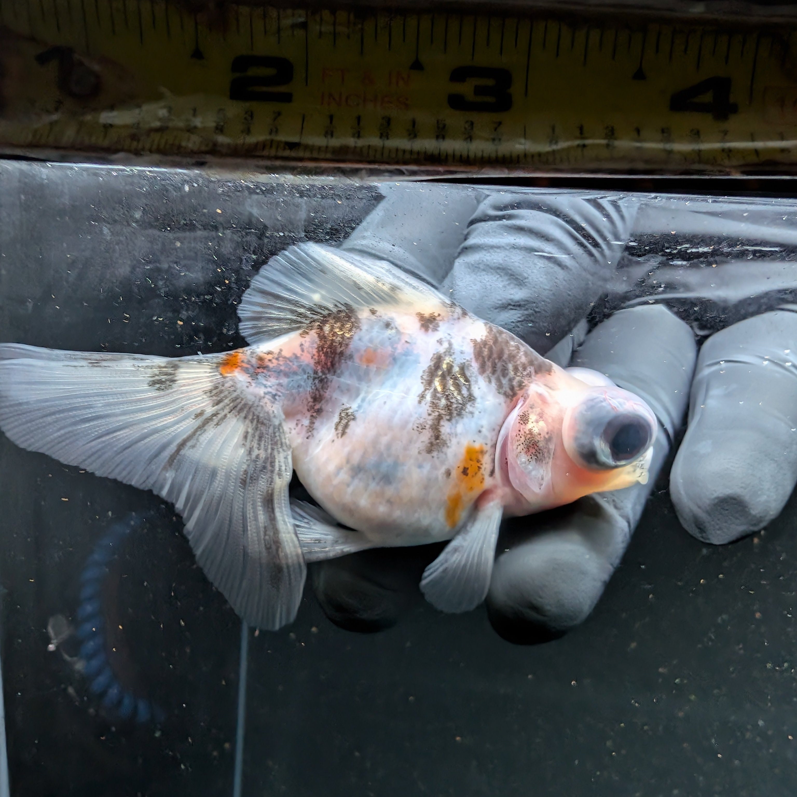 Telescope Butterfly Calico 3.5"-4" in. ID#508B4A-014