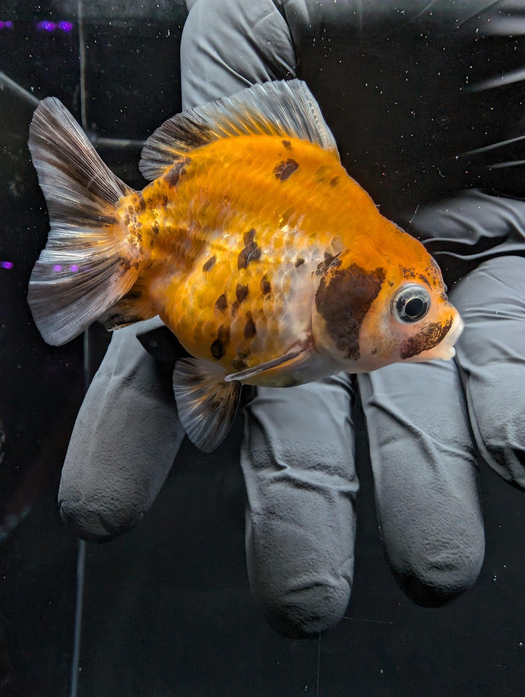 Baby Thai Shogun Oranda Calico 2"-2.5" in. ID#1016BSG11A-007