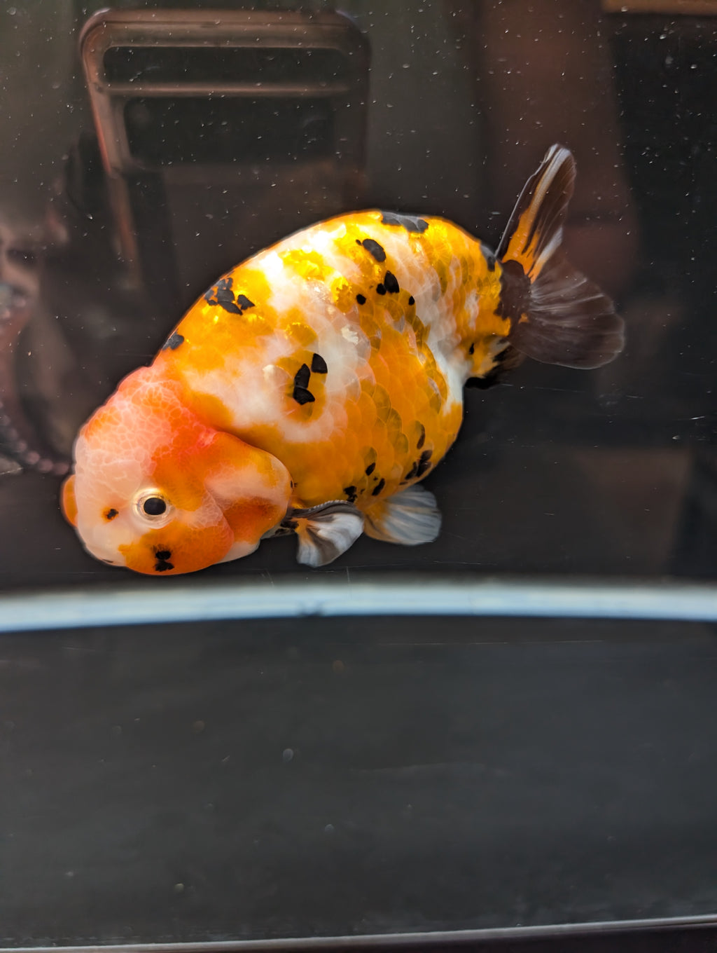 Jumbo Ranchu Calico 4.5"-5" in. ID#821R8A-032