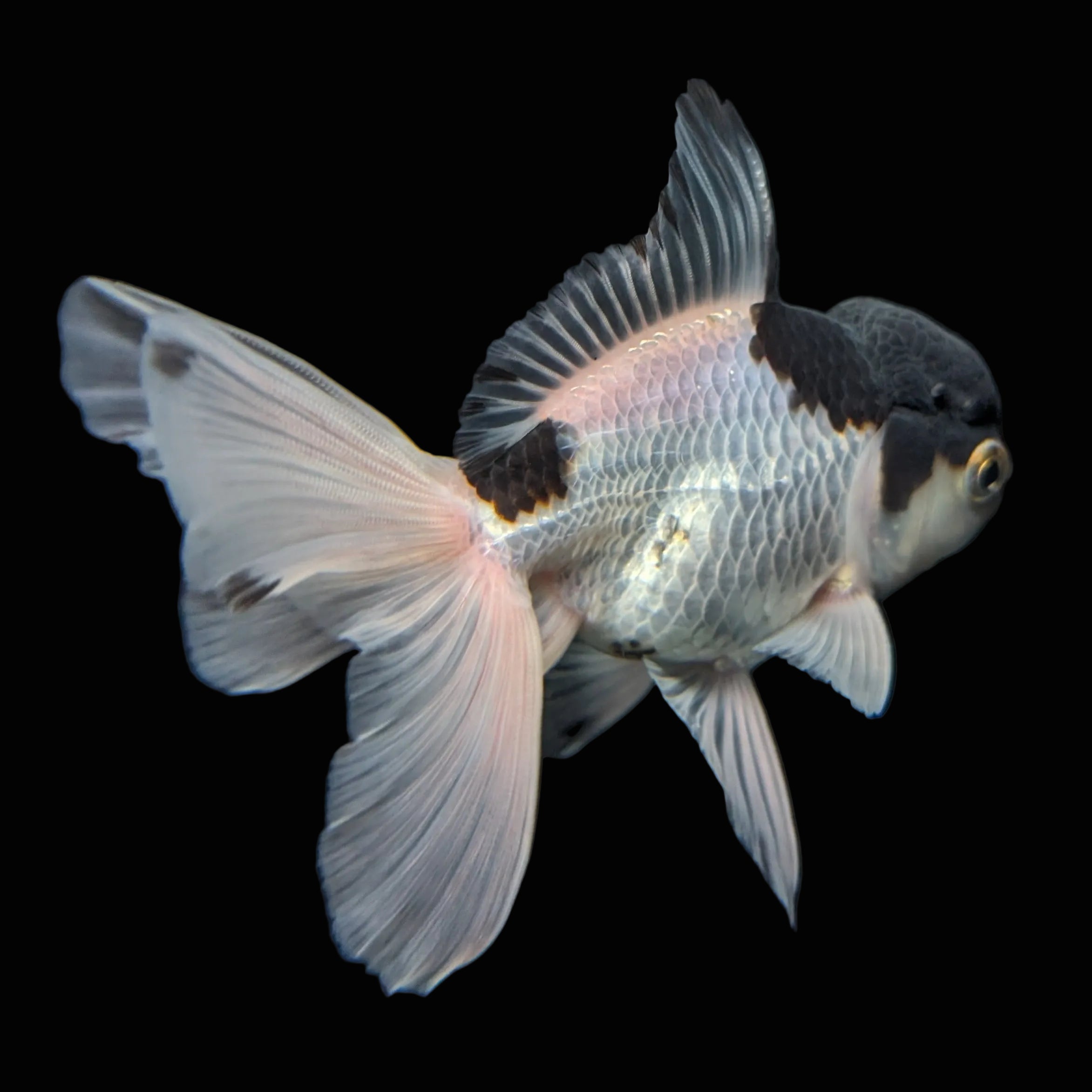 YOSHI *Boss 501 Juvenile Oranda Tricolor 3.5"-4" in.  ID#501T2A-008
