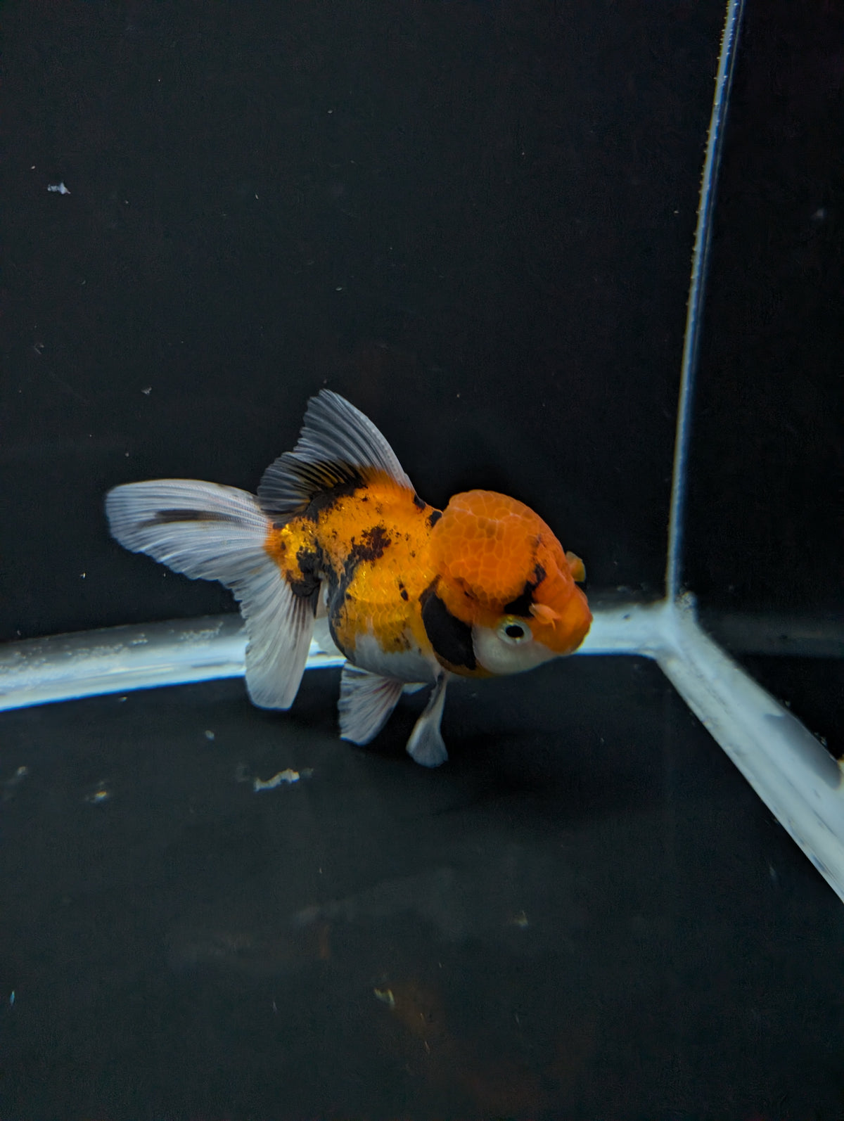 Thai Oranda Tricolor 4"-4.5"in.  ID#1023T1A-025