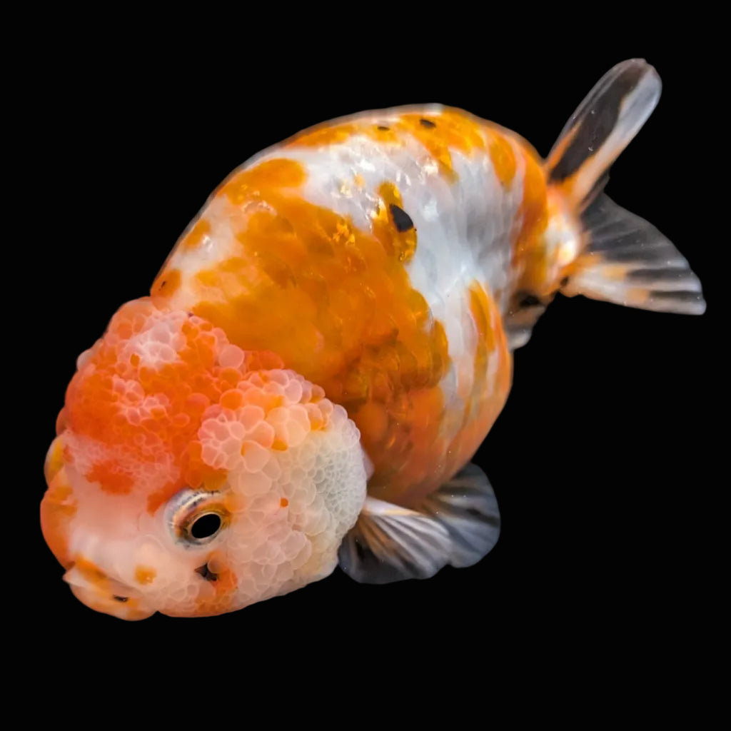 Jumbo Ranchu Sakura Calico 4.5"-5" in. ID#814R8A-026