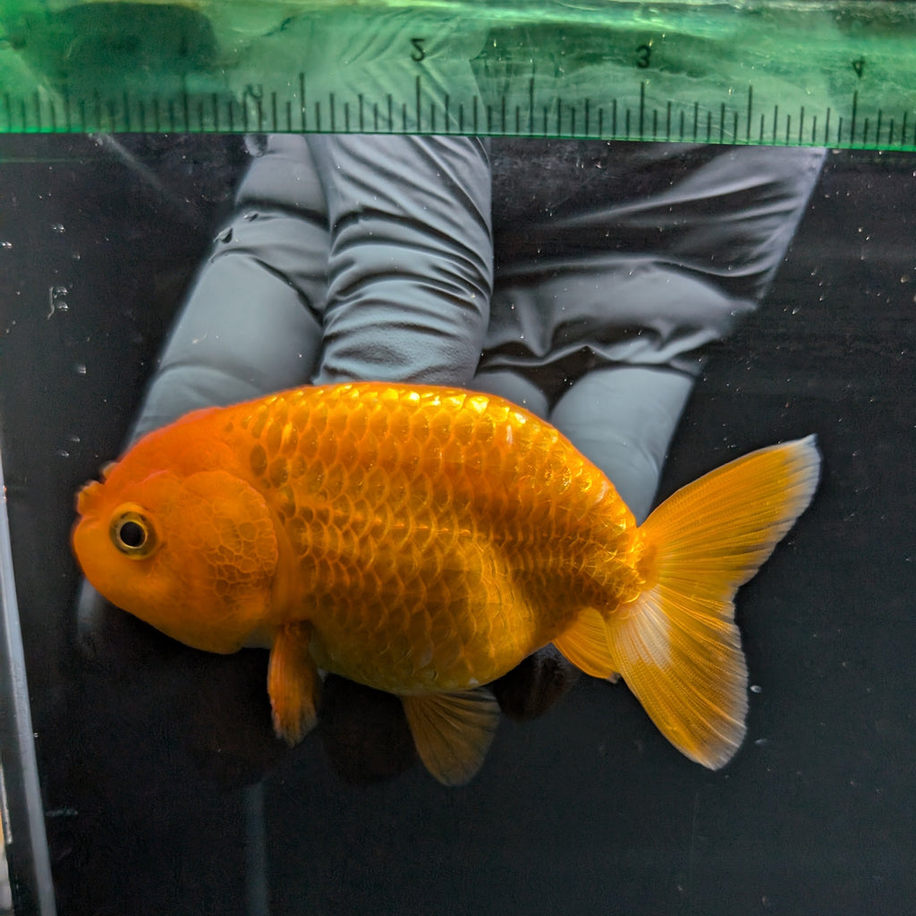 Ranchu Red White 3.5"-4"in. ID#821R4A-051