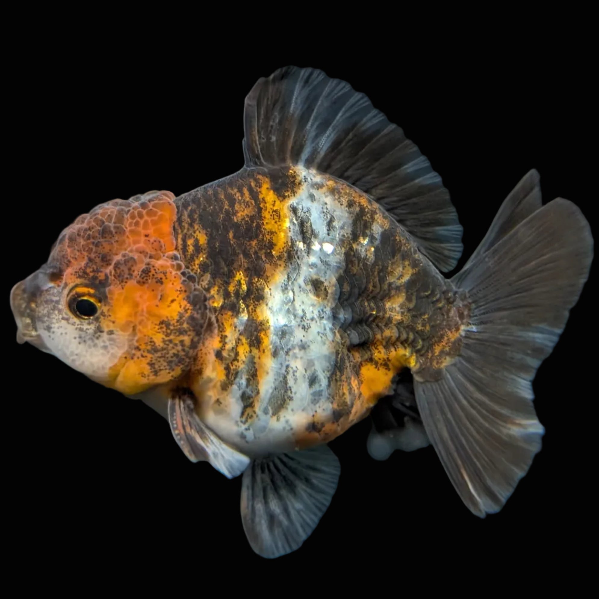 Thai Oranda Shogun Calico 4" in. ID#703SG7A-008