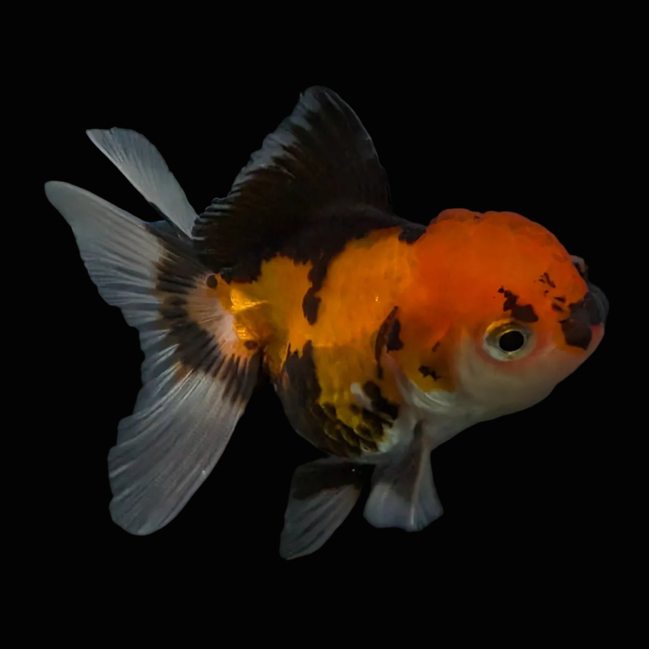 Thai Juvenile Oranda Tricolor 3"-3.5" in.  ID#626T1A-008