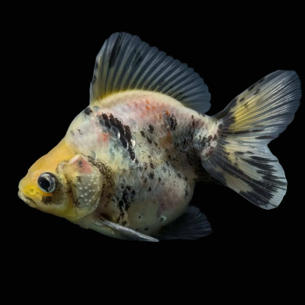 Jumbo Ryukin Short Tail White Tiger Calico 4"-4.5" in. ID#5015B-012