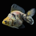 Jumbo Ryukin Short Tail White Tiger Calico 4"-4.5" in. ID#5015B-012