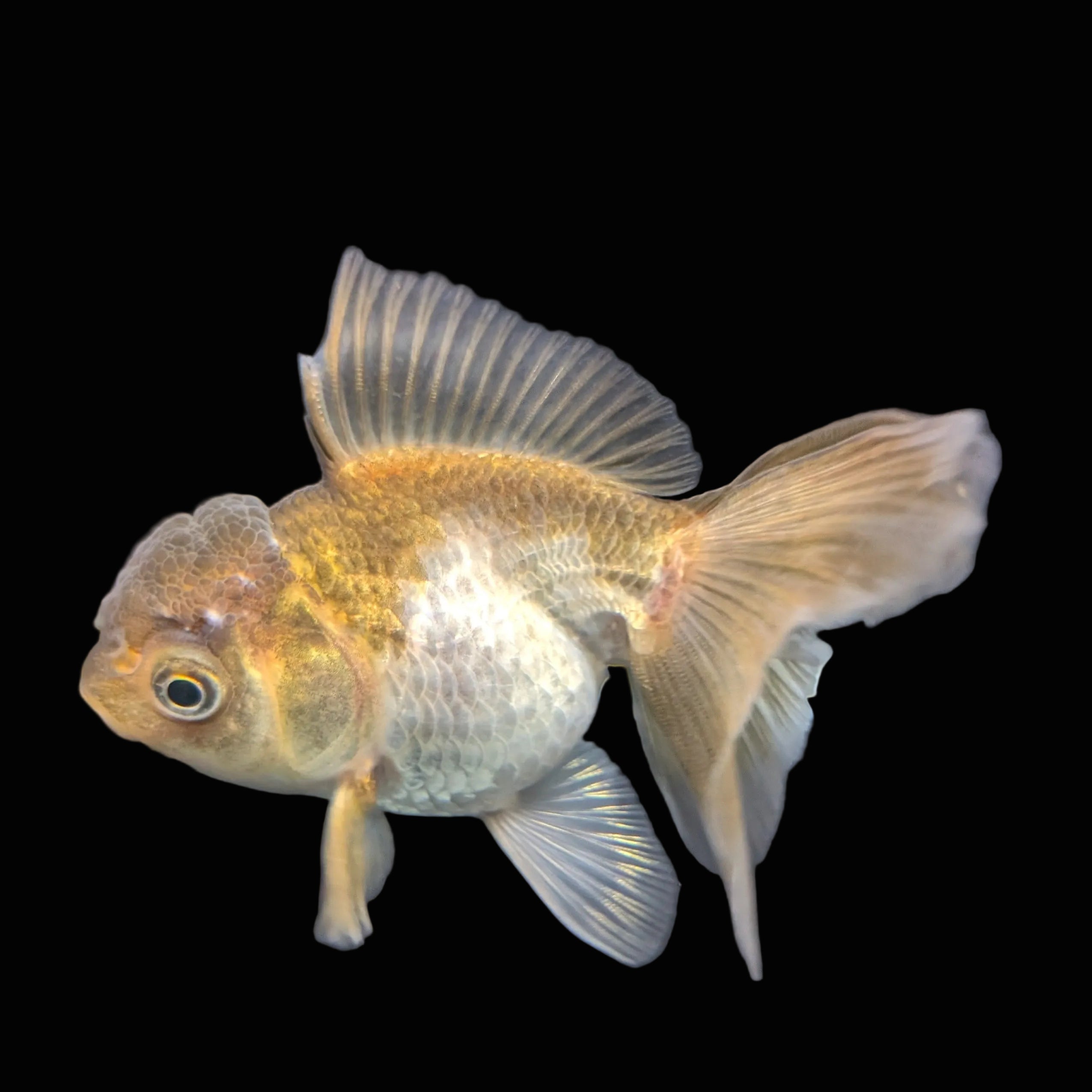 Juvenile Oranda Tricolor 3.5"-4" in.  ID#417T7A-013