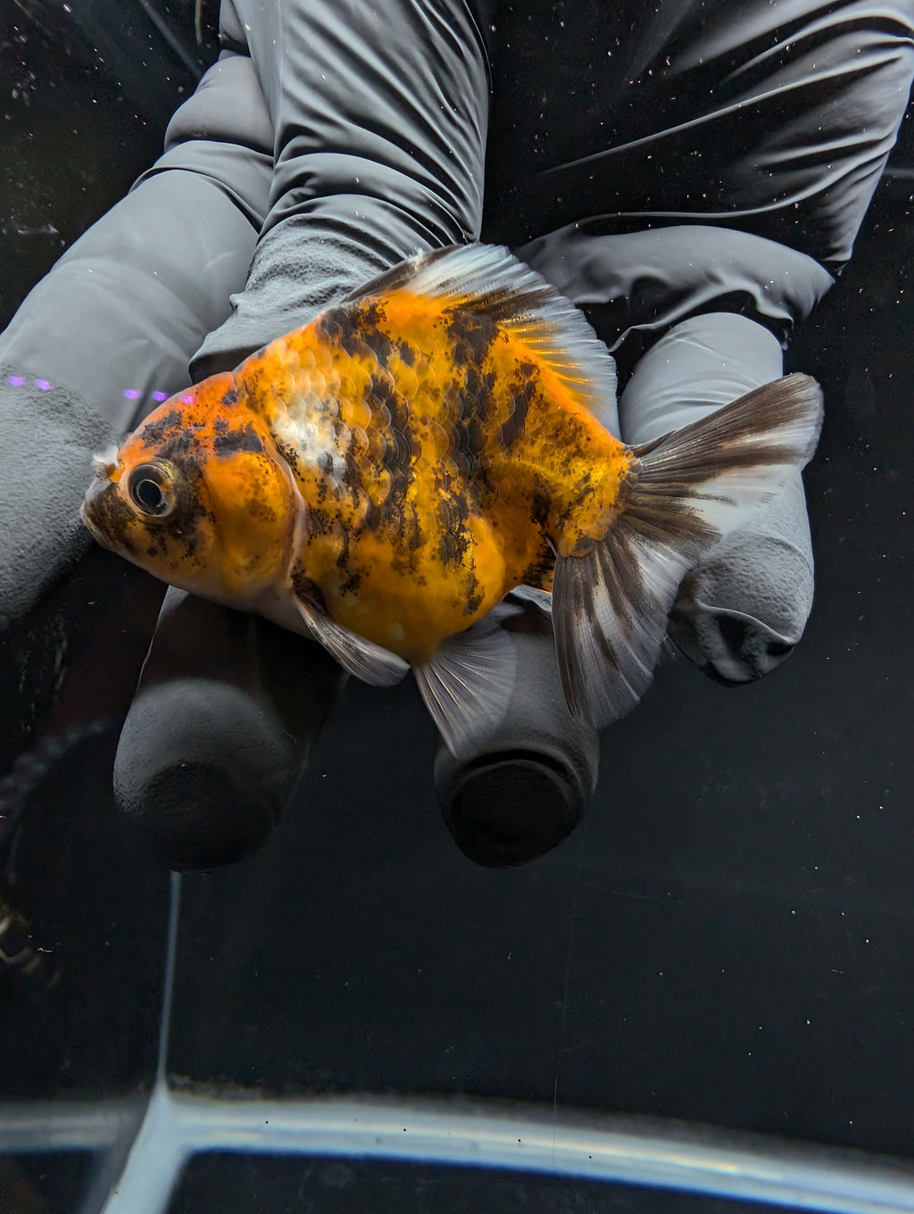 Baby Thai Shogun Oranda Tiger Calico 2"-2.5" in. ID#1016BSG11A-003